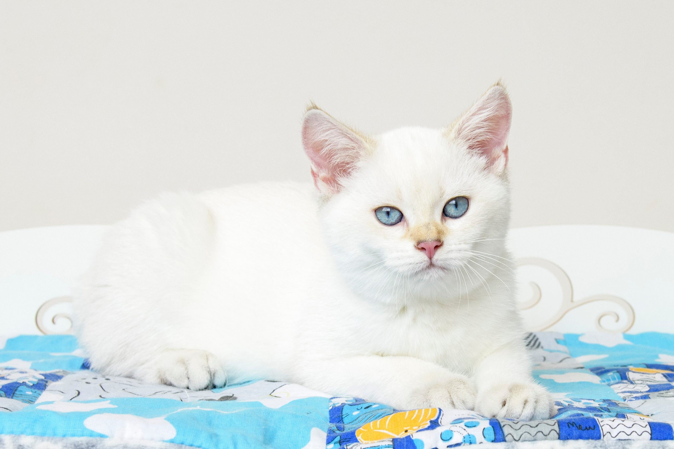 британские котята цена, купить британского котёнка, питомник золотых британцев, питомник золотых британских шиншилл, питомник британских шиншилл Новороссийск, питомник британских кошек Новороссийск