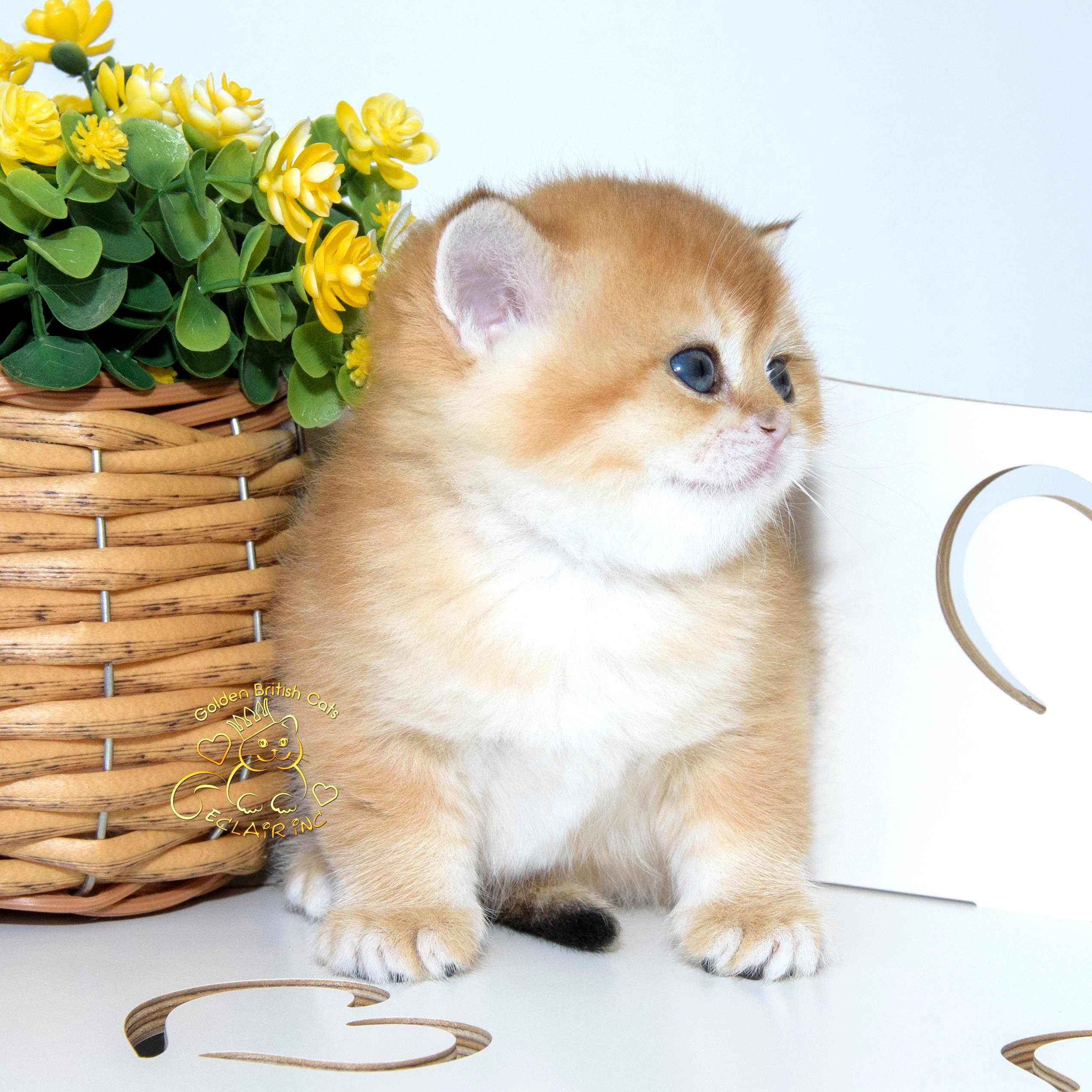 британские котята цена, купить британского котёнка, питомник золотых британцев, питомник золотых британских шиншилл, питомник британских шиншилл Новосибирск, питомник британских кошек Новосибирск