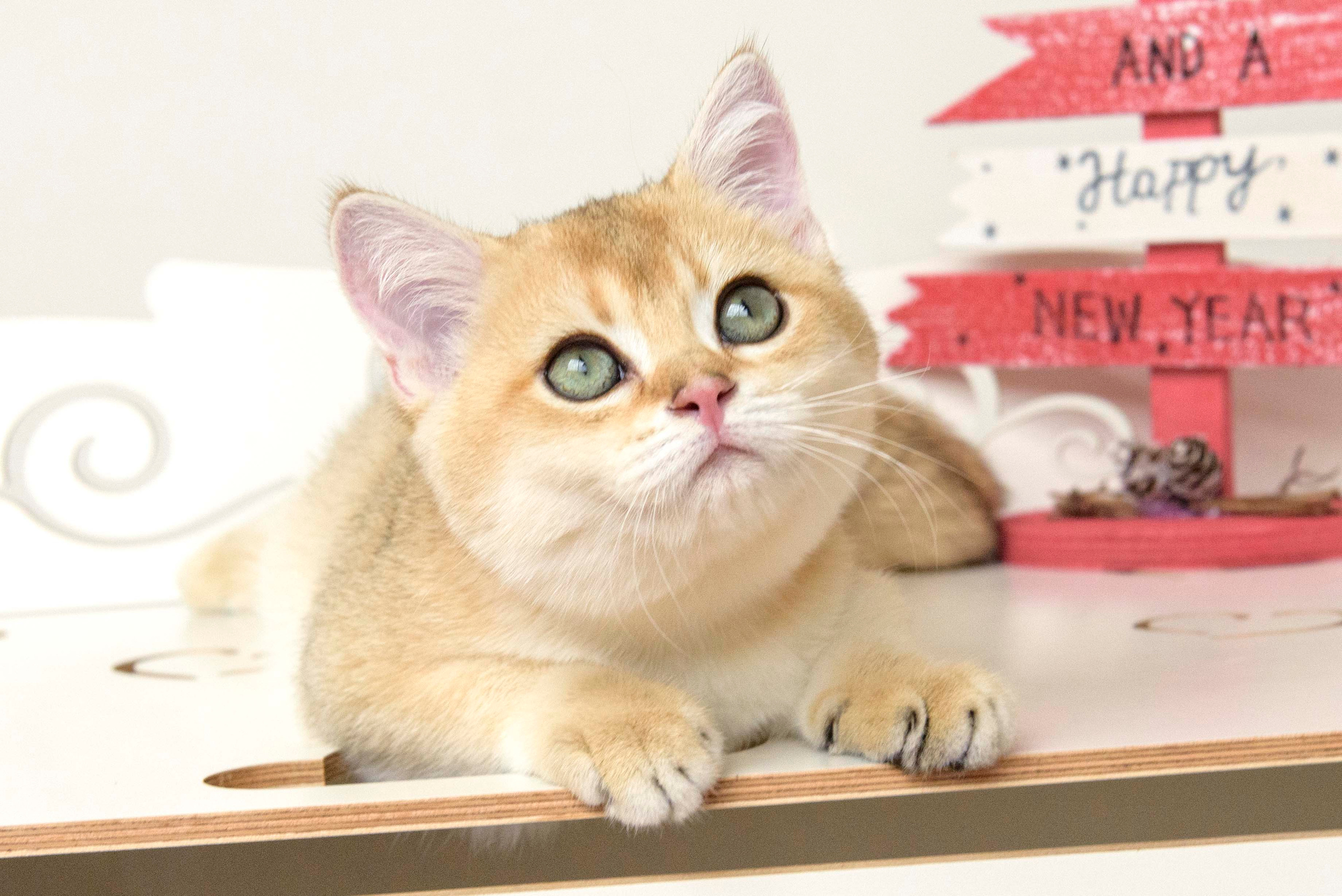 Βρετανικά γατάκια Ελλάδα, βρετανικά γατάκια Κύπρος, βρετανική γάτα Λεμεσός, βρετανική γάτα Κύπρος τιμή, εκτροφείο βρετανικής γάτας Κύπρος, εκτροφείο βρετανικής γάτας Λεμεσός, εκτροφείο βρετανικής γάτας Λάρνακα, εκτροφείο βρετανικής κοντότριχης γάτας στην Αθήνα, εκτροφείο βρετανικής κοντότριχης στην Ελλάδα, βρετανική κοντότριχη γάτα τιμή