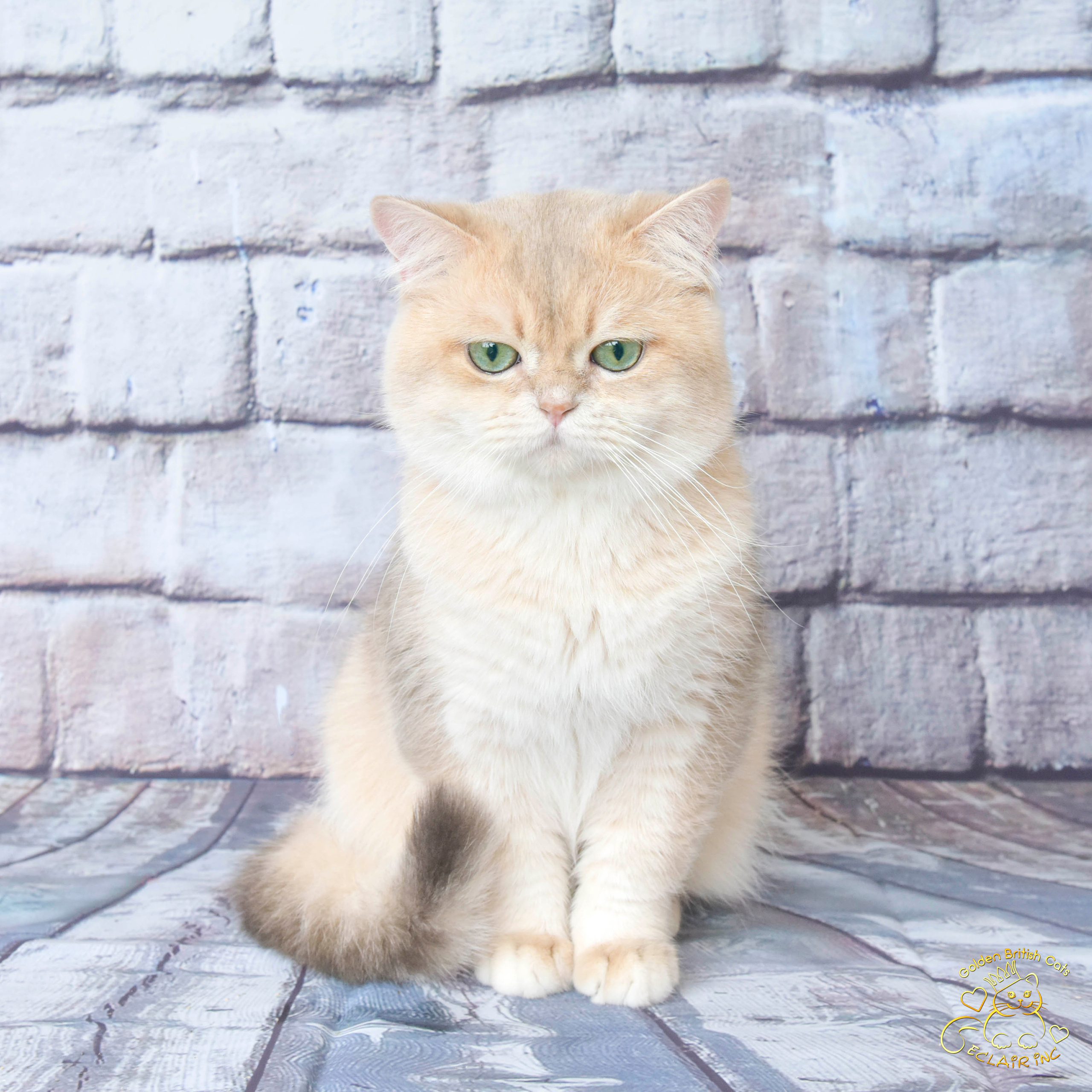 Питомник британских золотых шиншилл в Греции, Питомник британских золотых шиншилл в Новосибирске, британские кошки, питомник британских кошек Краснодар, питомник золотых шиншилл, питомник золотых британцев в Москве, питомник британских шиншилл в Краснодаре, британская кошка купить 