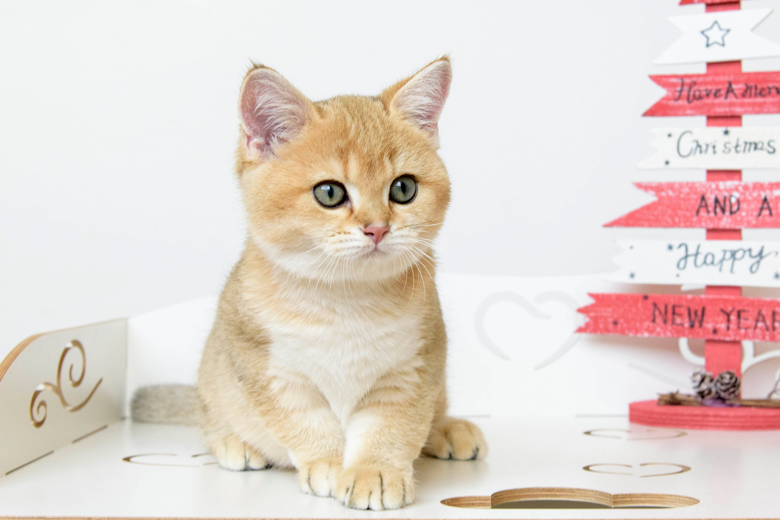 британские котята цена, купить британского котёнка, питомник золотых британцев, питомник золотых британских шиншилл, питомник британских шиншилл Питер, питомник британских кошек Питер, питомник британских кошек Санкт Петербург