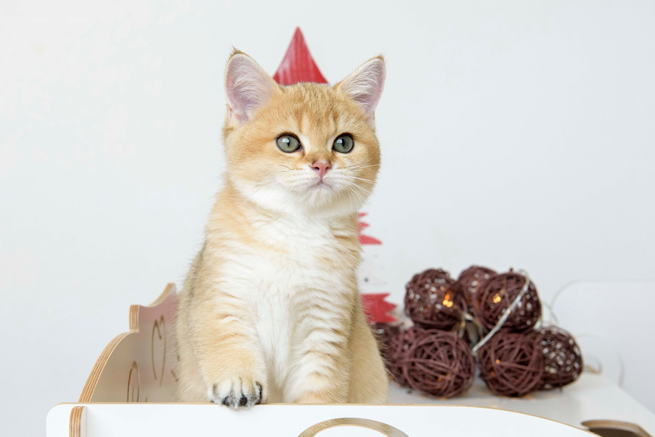 британские котята цена, купить британского котёнка, питомник золотых британцев, питомник золотых британских шиншилл, питомник британских шиншилл Москва, питомник британских кошек Москва