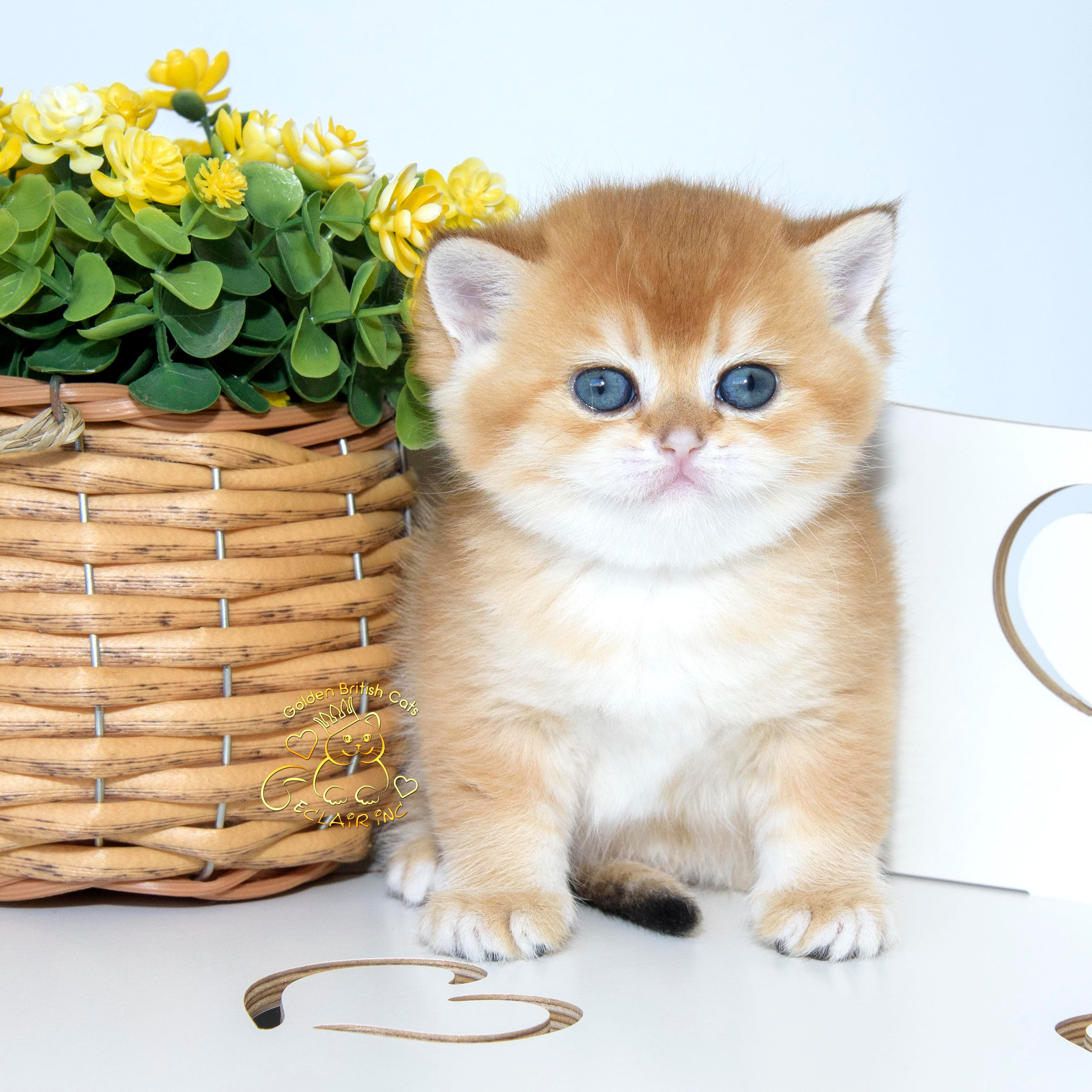 британские кошки, британские золотые кошки, британские золотые шиншиллы, питомник британских кошек, питомник золотых шиншилл, купить британскую кошку, питомник британских шиншилл Владивосток