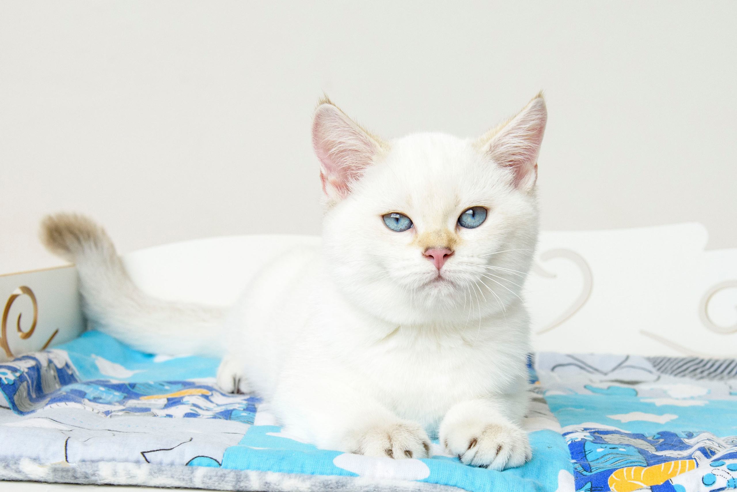 британские котята цена, купить британского котёнка, питомник золотых британцев, питомник золотых британских шиншилл, питомник британских шиншилл Новосибирск, питомник британских кошек Новосибирск