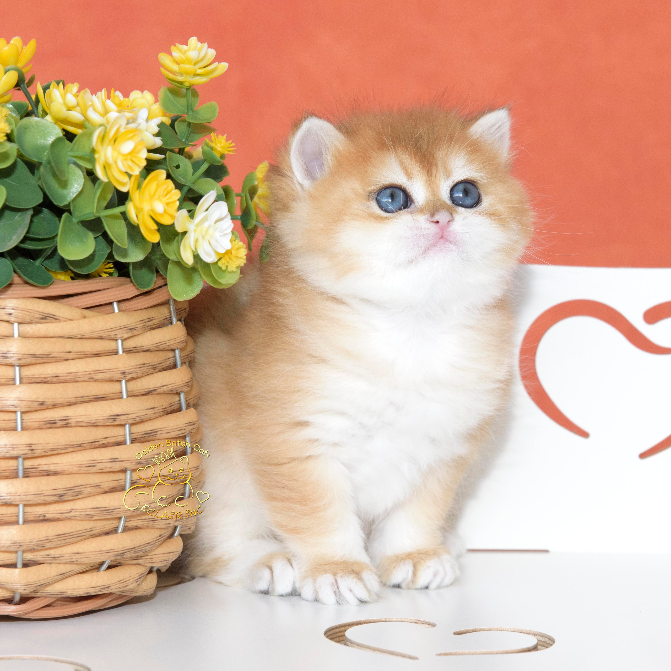 Εκτροφειο βρετανικης κοντότριχης γατας στην Ελλαδα, εκτροφειο british shorthair Αθηνα, εκτροφείο βρετανικής κοντότριχης στην Αθήνα, βρετανικη κοντοτριχη τσιντσιλα, χρυση βρετανική γάτα, βρετανική κοντότριχη γάτα με pedigree, βρετανική κοντότριχη γάτα τιμή, βρετανική μακρύτριχη γάτα, εκτροφείο βρετανικής κοντότριχης γάτας στην Κύπρο, βρετανική γάτα στην Κύπρο τιμή, χρυσή βρετανική γάτα στην Κύπρο, χρυσή βρετανική γάτα Λεμεσός, εκτροφειο βρετανικης γατας Λεμεσος, βρετανικο γατακι τιμη Λεμεσος, βρετανικο γατακι τιμη, βρετανικη γατα Κυπρος, βρετανικη κοντοτριχη γατα τιμη, εκτροφειο βρετανικης κοντοτριχης Θεσσαλονικη