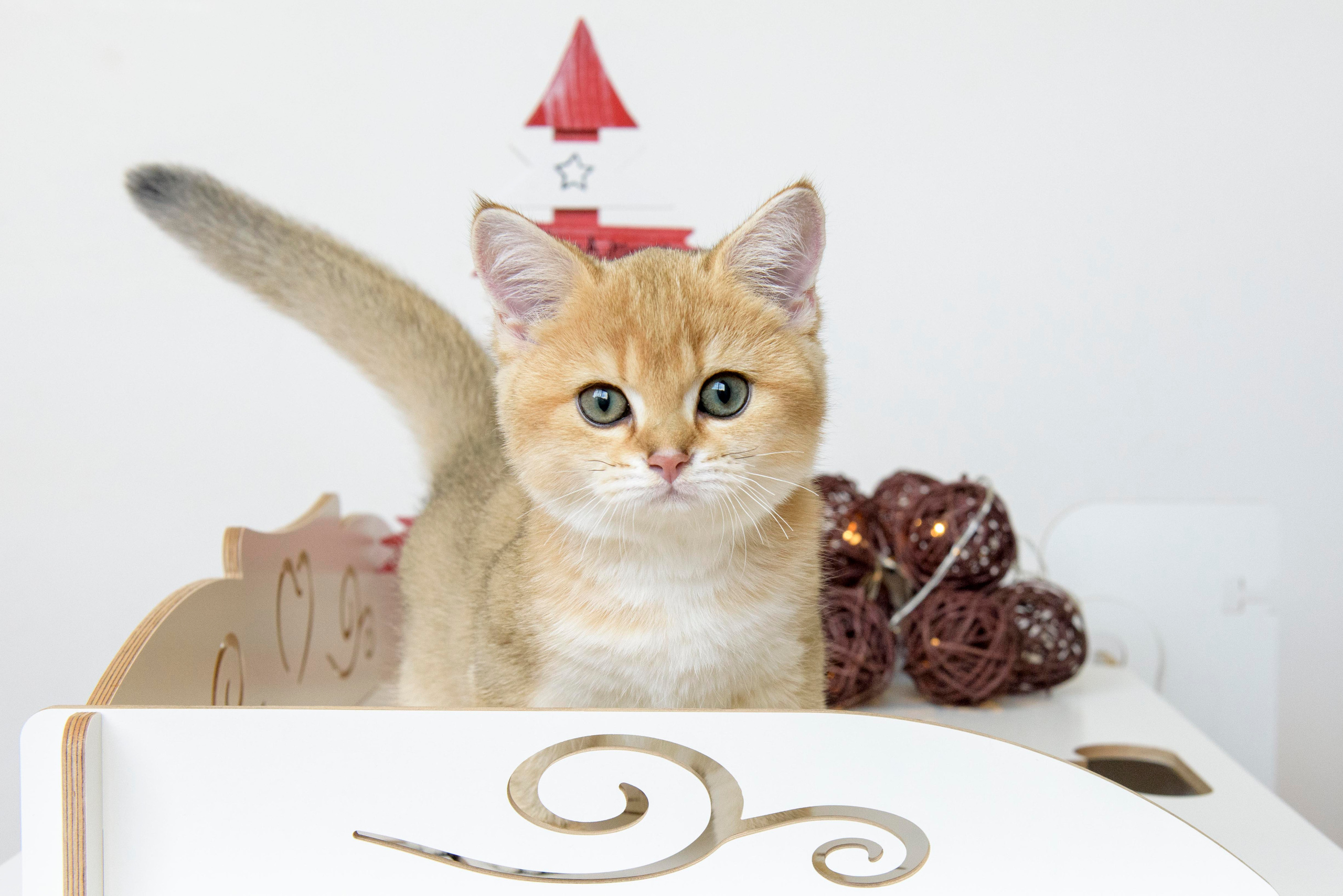 британские кошки, британские золотые кошки, британские золотые шиншиллы, питомник британских кошек, питомник золотых шиншилл, купить британскую кошку, питомник британских шиншилл Владивосток