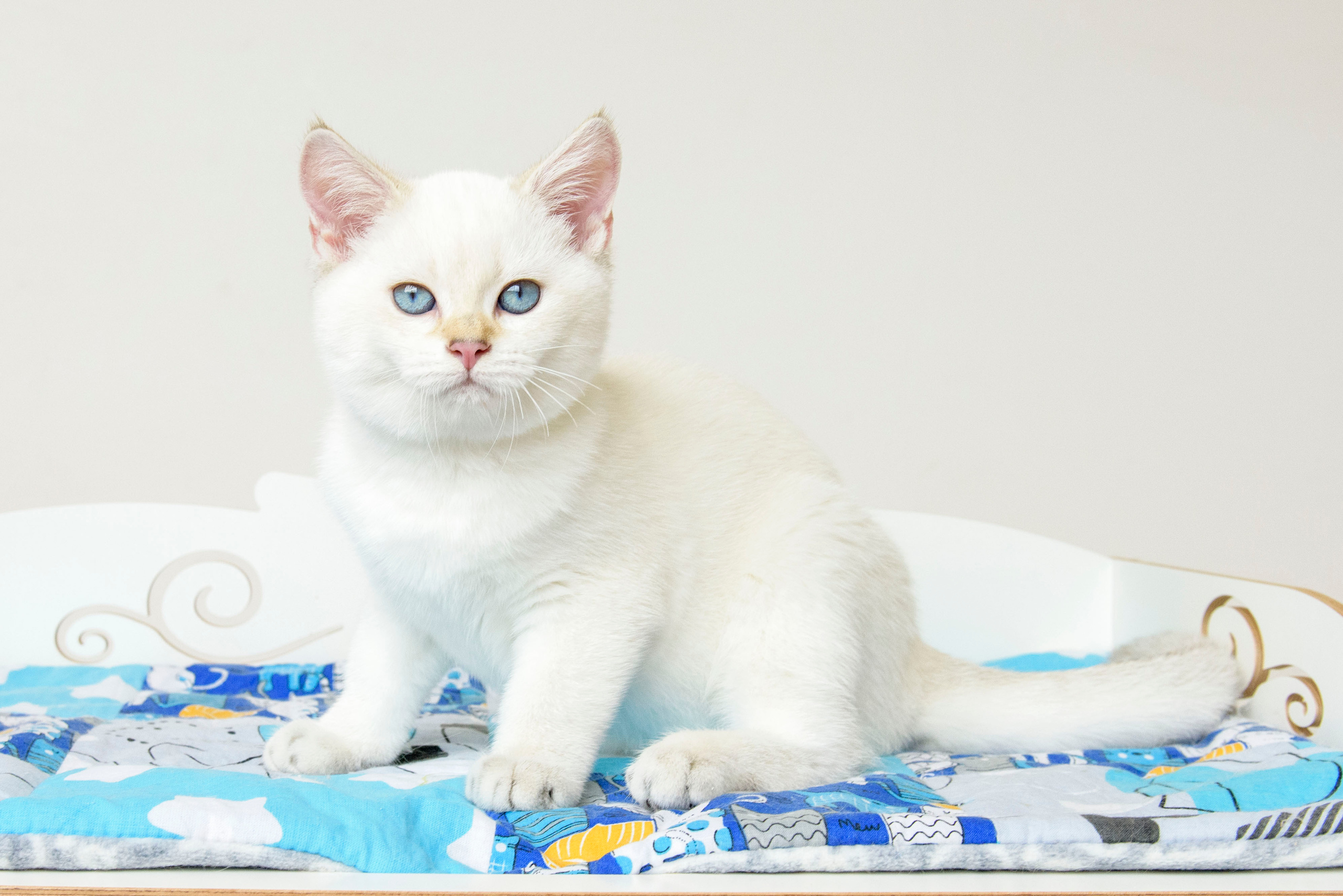 британские котята цена, купить британского котёнка, питомник золотых британцев, питомник золотых британских шиншилл, питомник британских шиншилл Москва, питомник британских кошек Москва