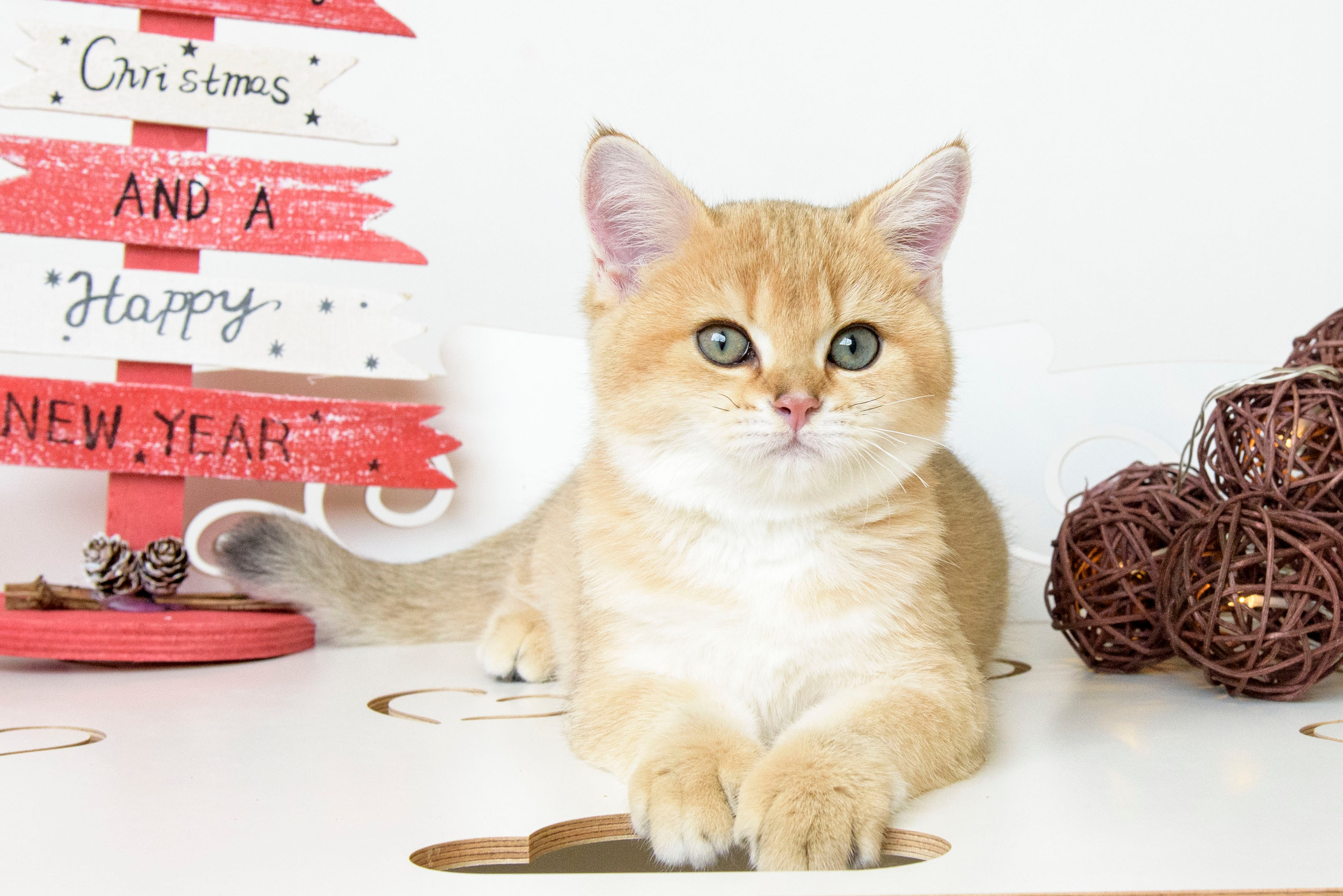 британские котята цена, купить британского котёнка, питомник золотых британцев, питомник золотых британских шиншилл, питомник британских шиншилл Краснодар, питомник британских кошек Краснодар