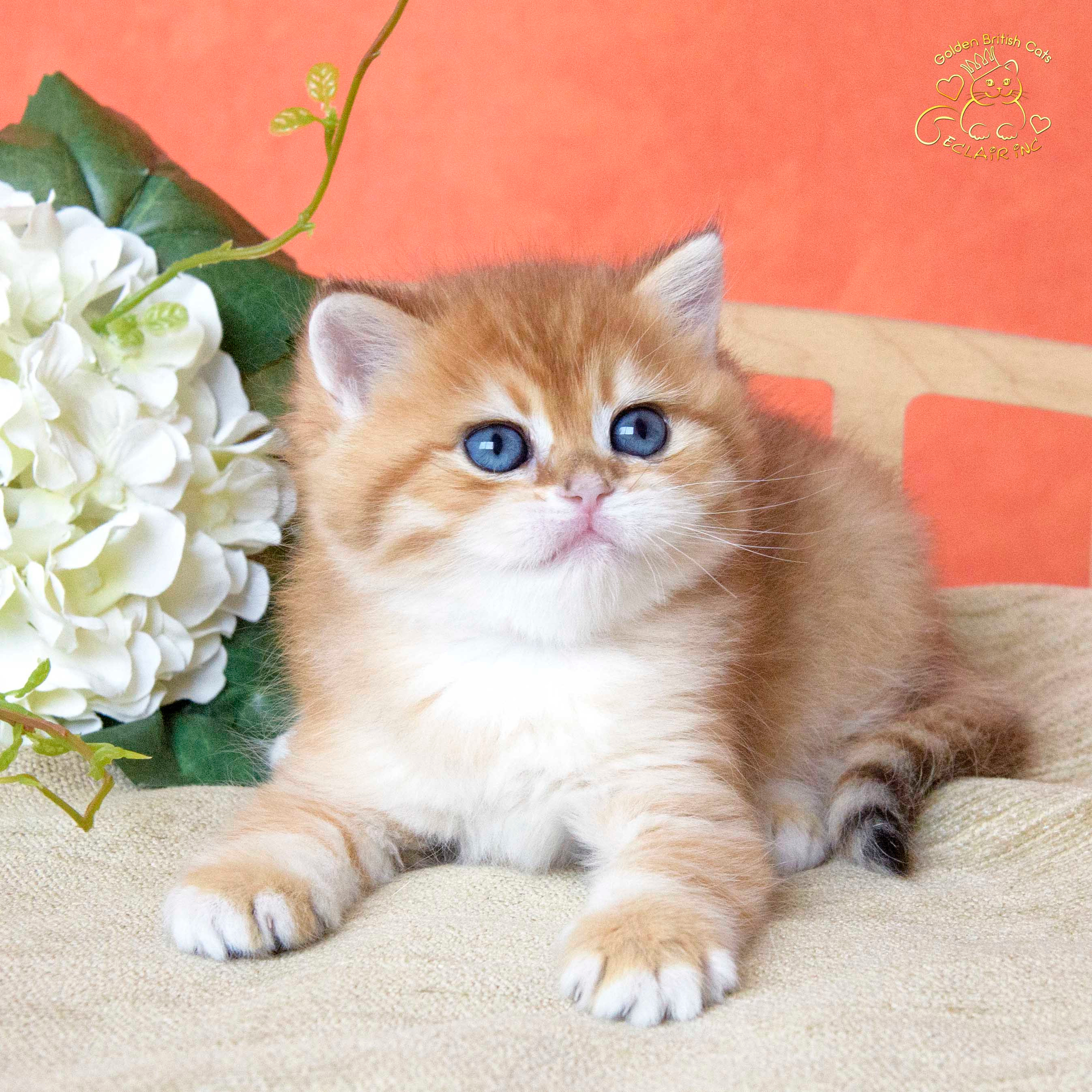 Εκτροφειο βρετανικης κοντότριχης γατας στην Ελλαδα, εκτροφειο british shorthair Αθηνα, εκτροφείο βρετανικής κοντότριχης στην Αθήνα, βρετανικη κοντοτριχη τσιντσιλα, χρυση βρετανική γάτα, βρετανική κοντότριχη γάτα με pedigree, βρετανική κοντότριχη γάτα τιμή, βρετανική μακρύτριχη γάτα, εκτροφείο βρετανικής κοντότριχης γάτας στην Κύπρο, βρετανική γάτα στην Κύπρο τιμή, χρυσή βρετανική γάτα στην Κύπρο, χρυσή βρετανική γάτα Λεμεσός, εκτροφειο βρετανικης γατας Λεμεσος, βρετανικο γατακι τιμη Λεμεσος, βρετανικο γατακι τιμη, βρετανικη γατα Κυπρος, βρετανικη κοντοτριχη γατα τιμη, εκτροφειο βρετανικης κοντοτριχης Θεσσαλονικη