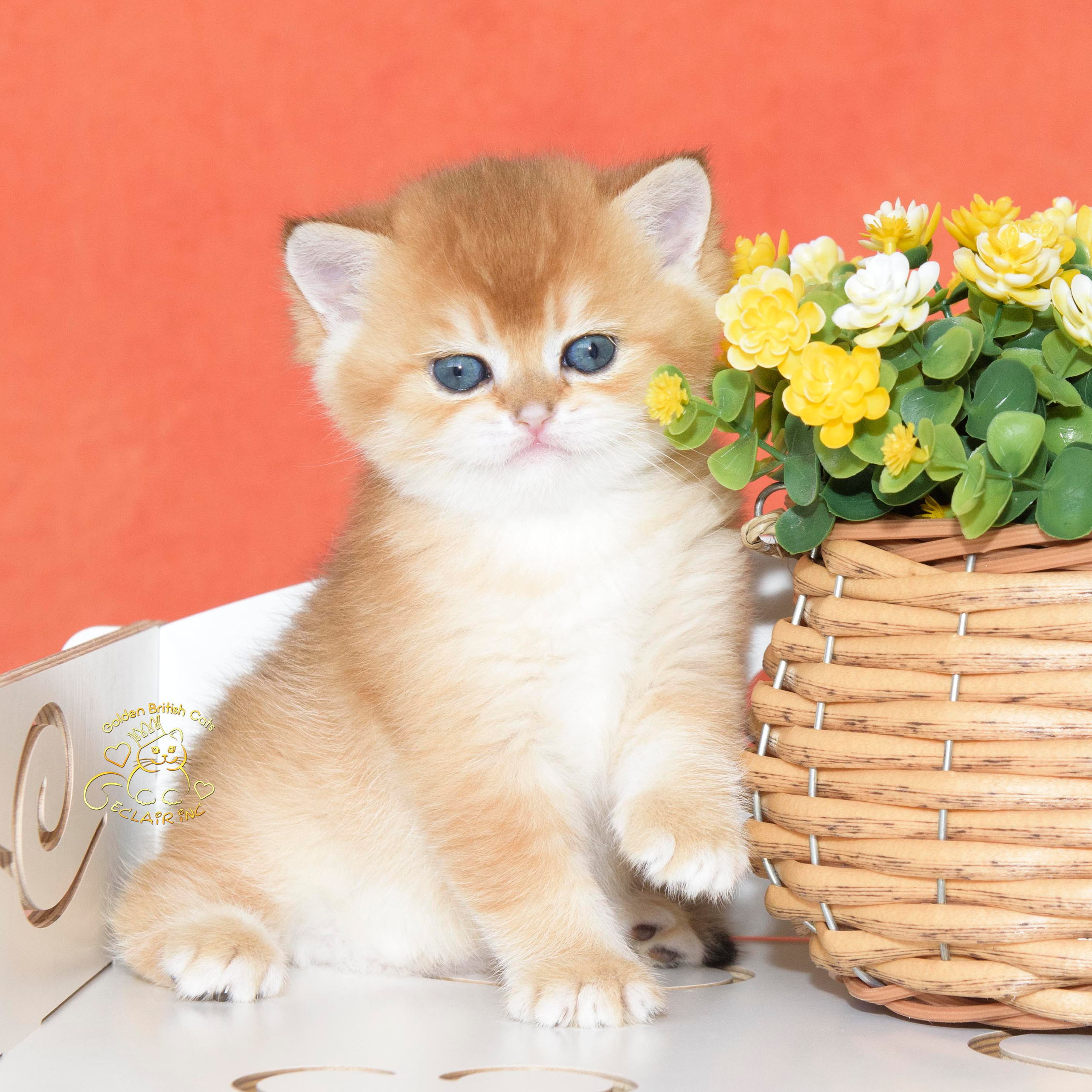 британские котята цена, купить британского котёнка, питомник золотых британцев, питомник золотых британских шиншилл, питомник британских шиншилл Питер, питомник британских кошек Ростов, питомник британских кошек Санкт Петербург