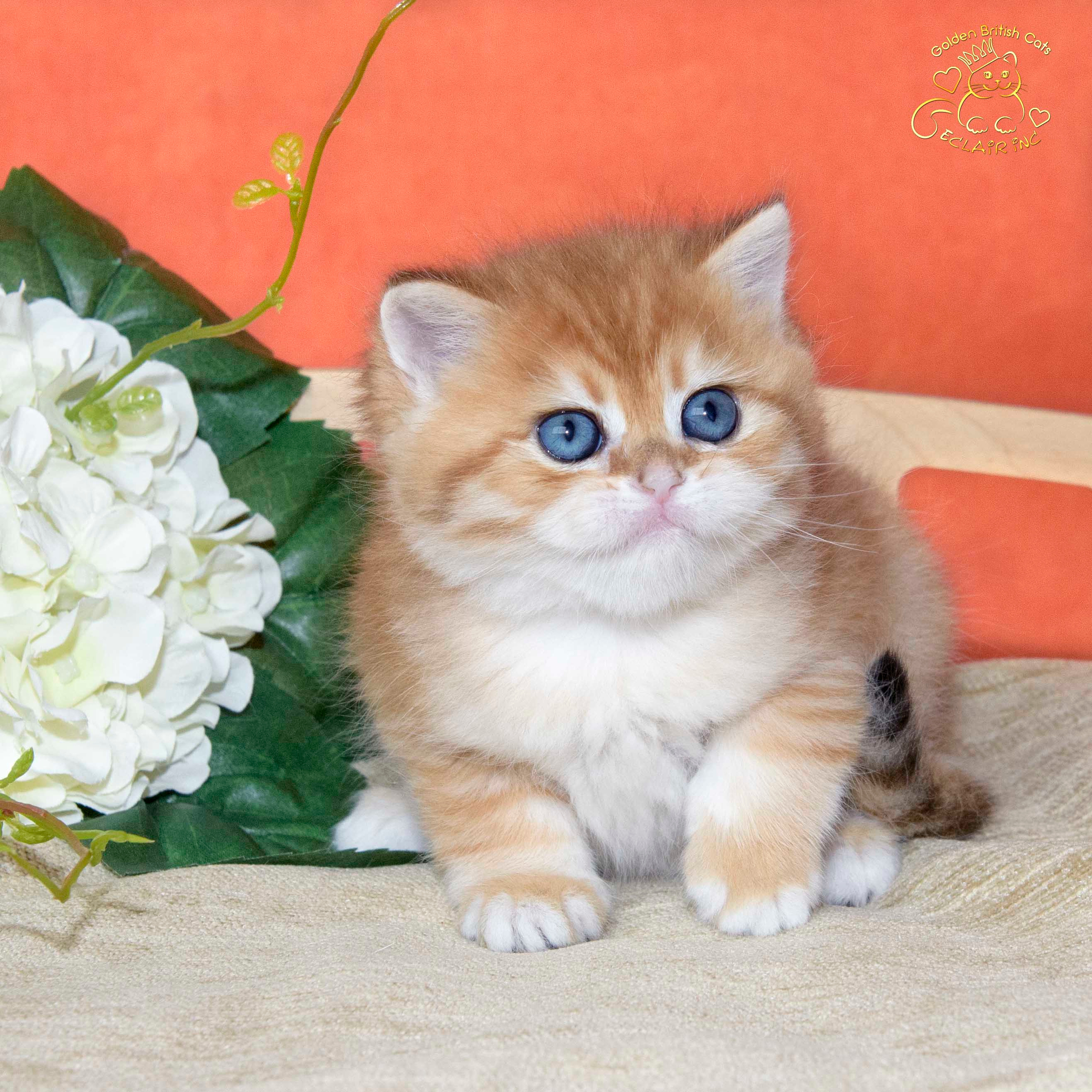 Εκτροφειο βρετανικης κοντότριχης γατας στην Ελλαδα, εκτροφειο british shorthair Αθηνα, εκτροφείο βρετανικής κοντότριχης στην Αθήνα, βρετανικη κοντοτριχη τσιντσιλα, χρυση βρετανική γάτα, βρετανική κοντότριχη γάτα με pedigree, βρετανική κοντότριχη γάτα τιμή, βρετανική μακρύτριχη γάτα, εκτροφείο βρετανικής κοντότριχης γάτας στην Κύπρο, βρετανική γάτα στην Κύπρο τιμή, χρυσή βρετανική γάτα στην Κύπρο, χρυσή βρετανική γάτα Λεμεσός, εκτροφειο βρετανικης γατας Λεμεσος, βρετανικο γατακι τιμη Λεμεσος, βρετανικο γατακι τιμη, βρετανικη γατα Κυπρος, βρετανικη κοντοτριχη γατα τιμη, εκτροφειο βρετανικης κοντοτριχης Θεσσαλονικη