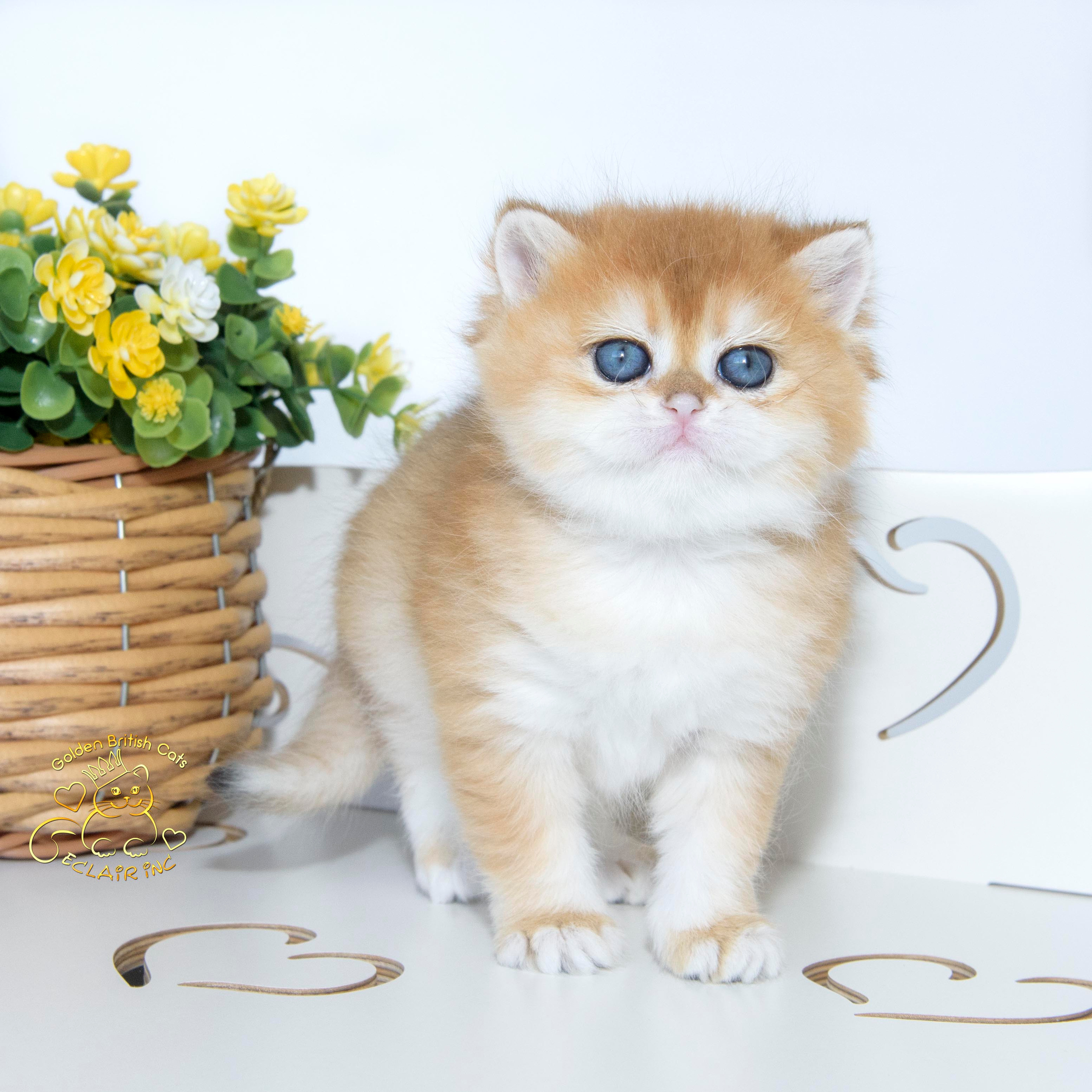 Εκτροφειο βρετανικης κοντότριχης γατας στην Ελλαδα, εκτροφειο british shorthair Αθηνα, εκτροφείο βρετανικής κοντότριχης στην Αθήνα, βρετανικη κοντοτριχη τσιντσιλα, χρυση βρετανική γάτα, βρετανική κοντότριχη γάτα με pedigree, βρετανική κοντότριχη γάτα τιμή, βρετανική μακρύτριχη γάτα, εκτροφείο βρετανικής κοντότριχης γάτας στην Κύπρο, βρετανική γάτα στην Κύπρο τιμή, χρυσή βρετανική γάτα στην Κύπρο, χρυσή βρετανική γάτα Λεμεσός, εκτροφειο βρετανικης γατας Λεμεσος, βρετανικο γατακι τιμη Λεμεσος, βρετανικο γατακι τιμη, βρετανικη γατα Κυπρος, βρετανικη κοντοτριχη γατα τιμη, εκτροφειο βρετανικης κοντοτριχης Θεσσαλονικη