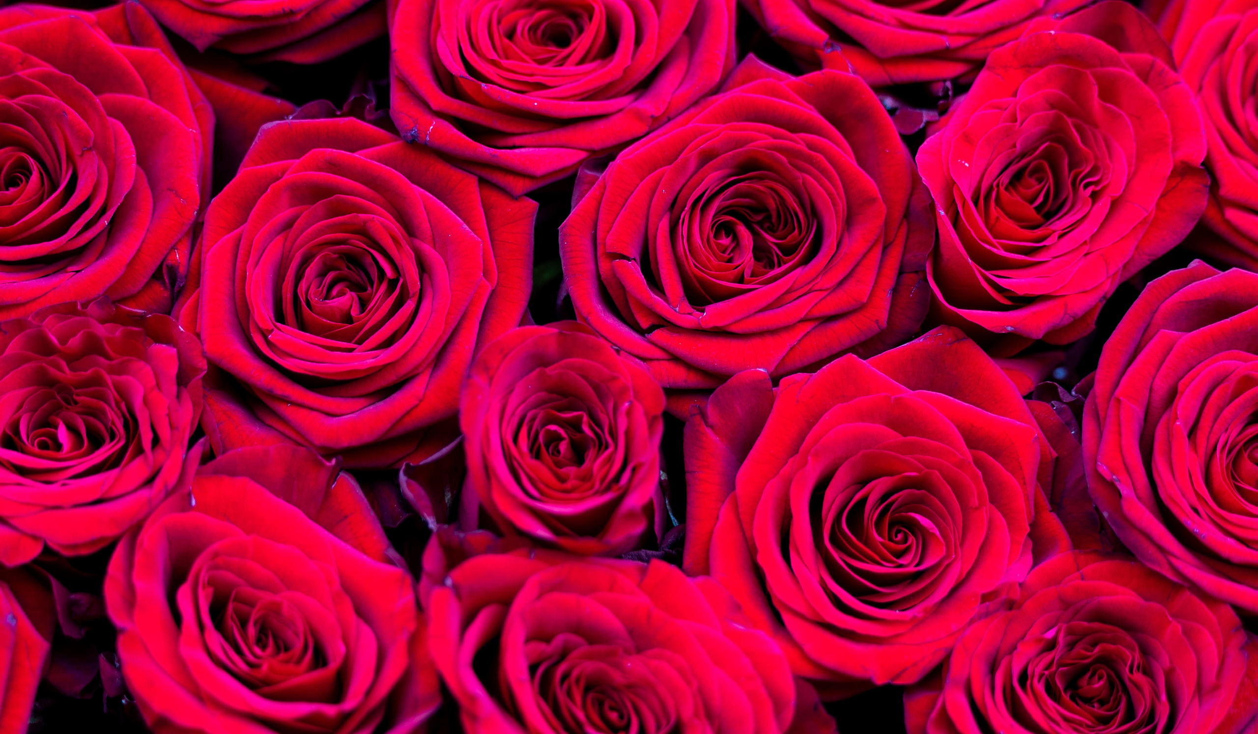 Dette smukke hjerte af røde roser er et kraftfuldt symbol på kærlighed og sorg. Den intense røde farve udtrykker dyb kærlighed, passion og hengivelse, og den hjerteformede sammensætning symboliserer den afdødes plads i dit hjerte.