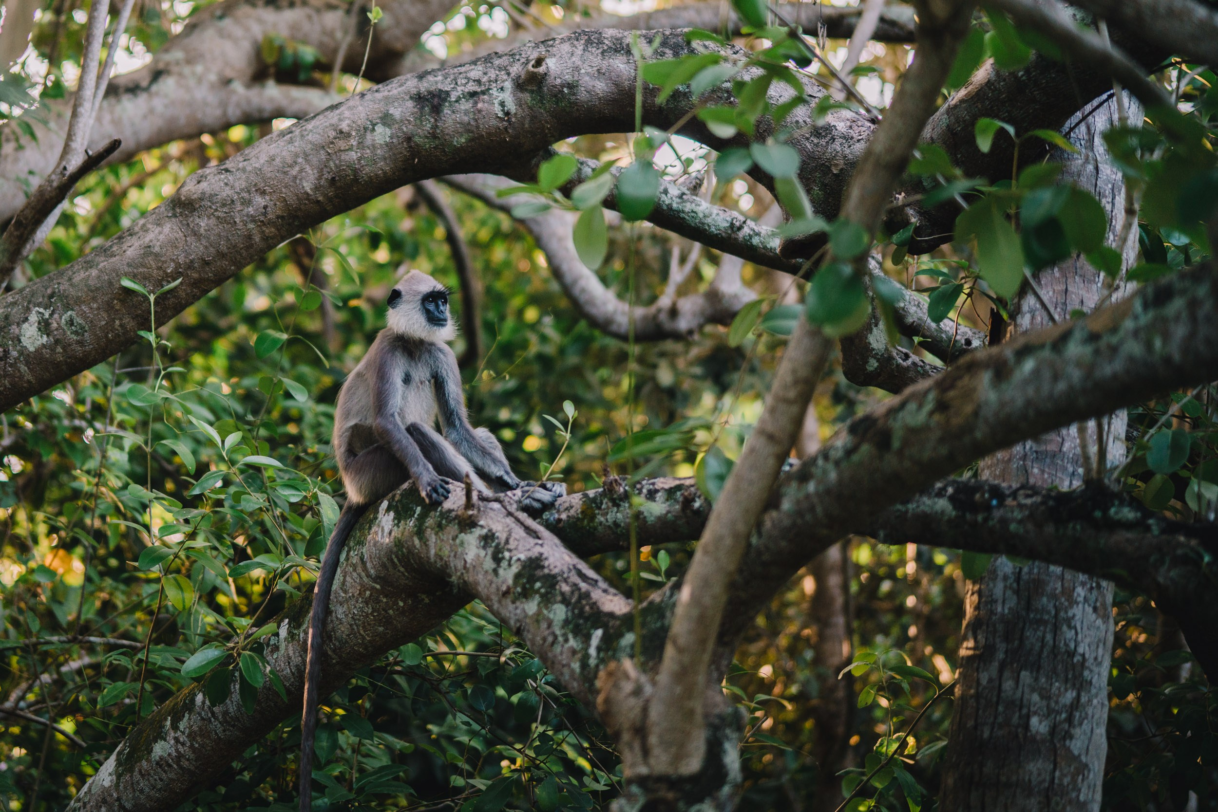 Monkey sitting on a tree in a jungles lit with the morning sun