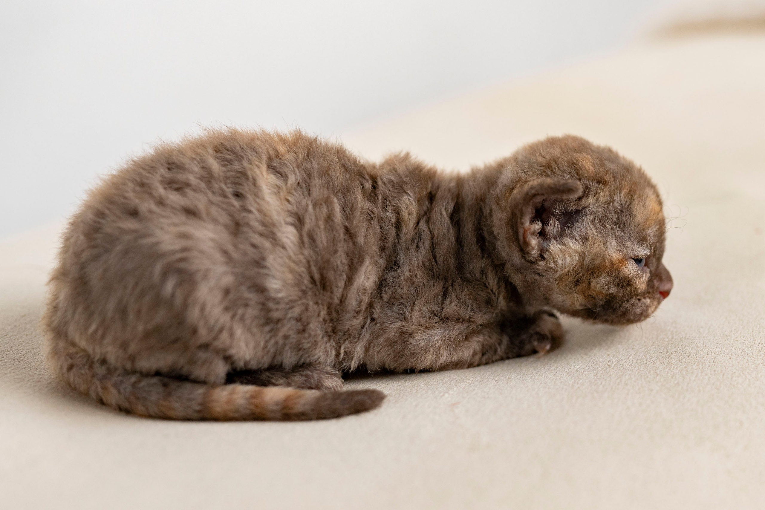 Kittens 11.23.23. Devon Rex Pixie Cattery