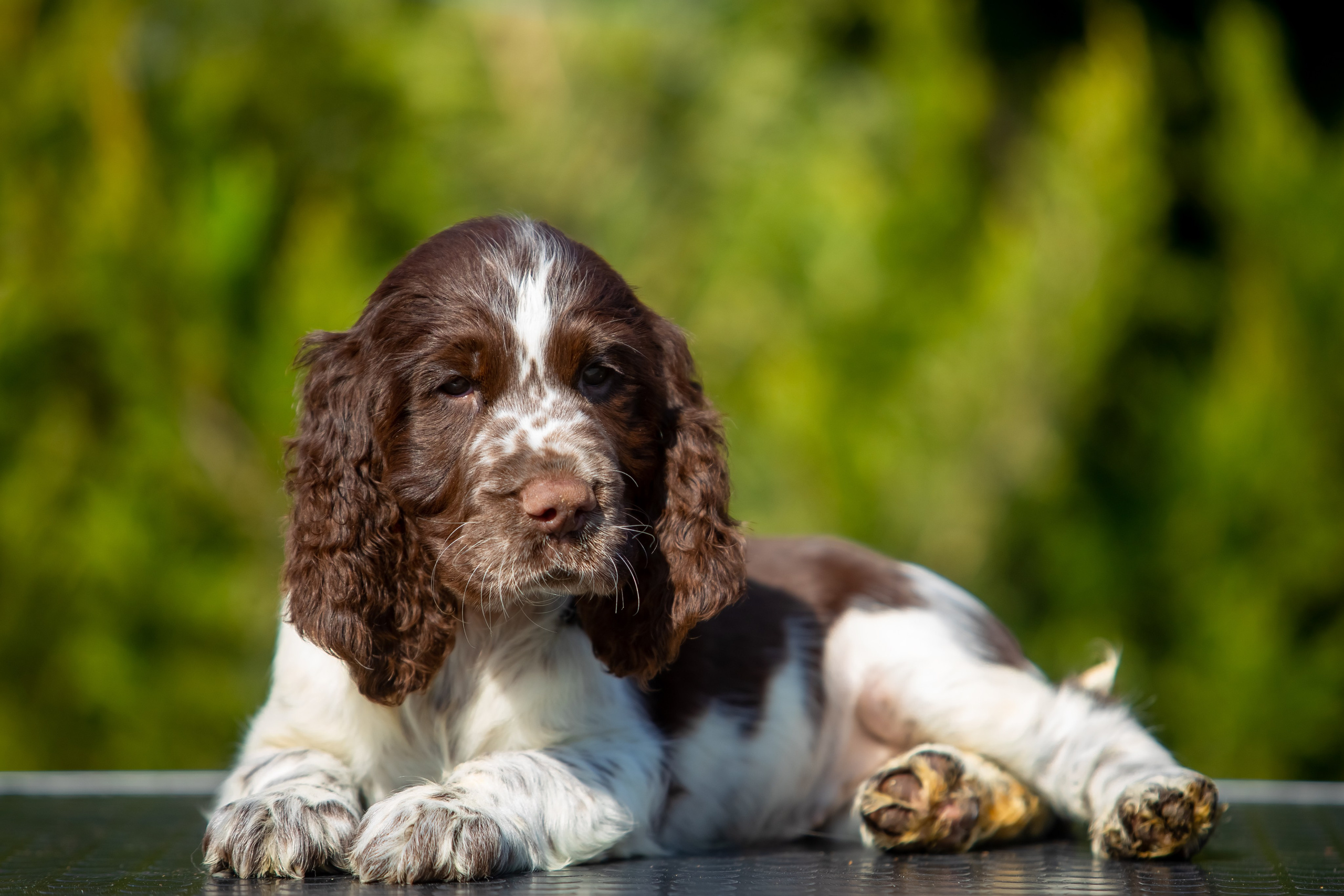 Female — Pink collar 💗. Website of the titled stud dog of the Springer Spaniel breed