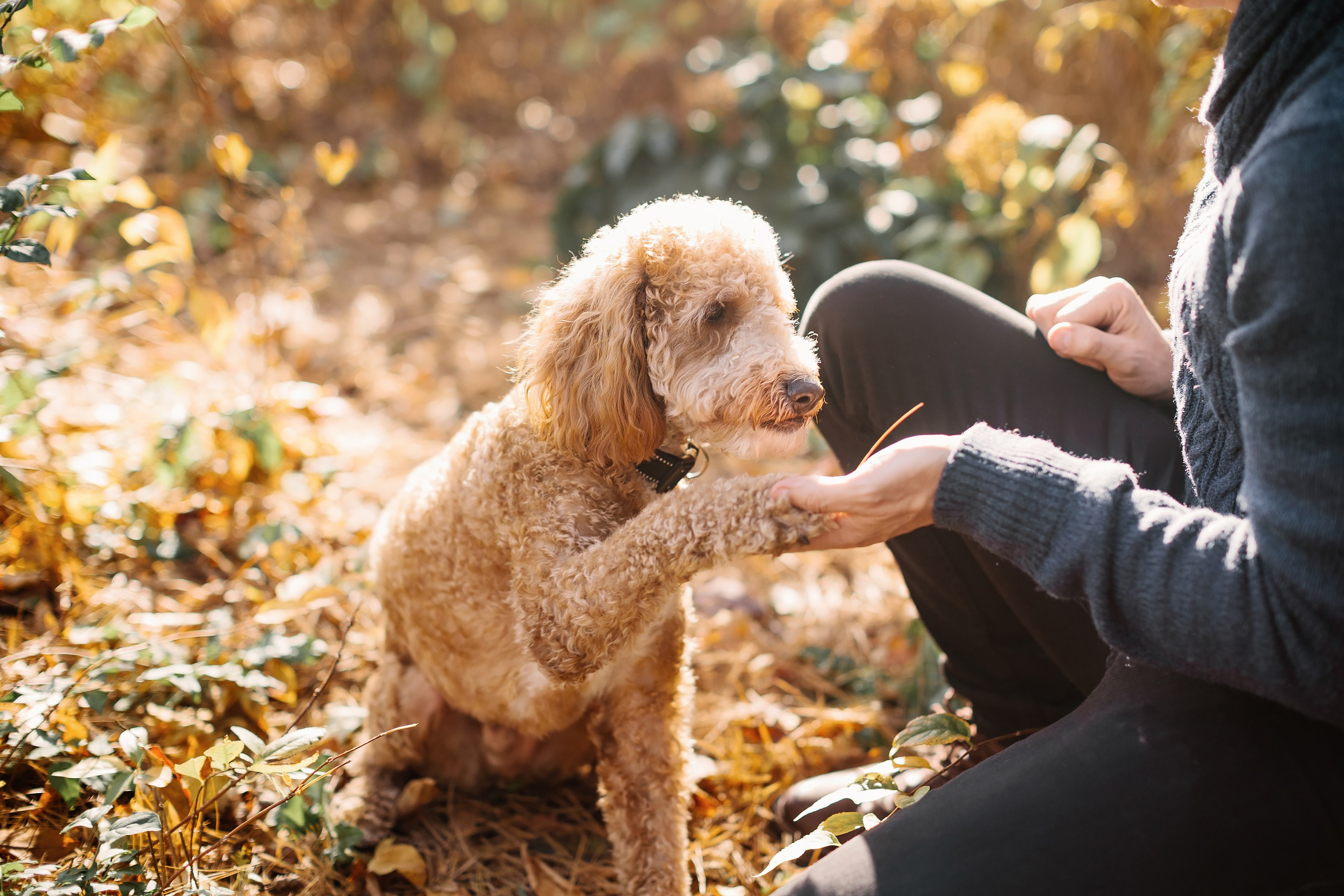 11.02.2024 Love Story. Wedding family event photographer in Chicago Nick Yushevich