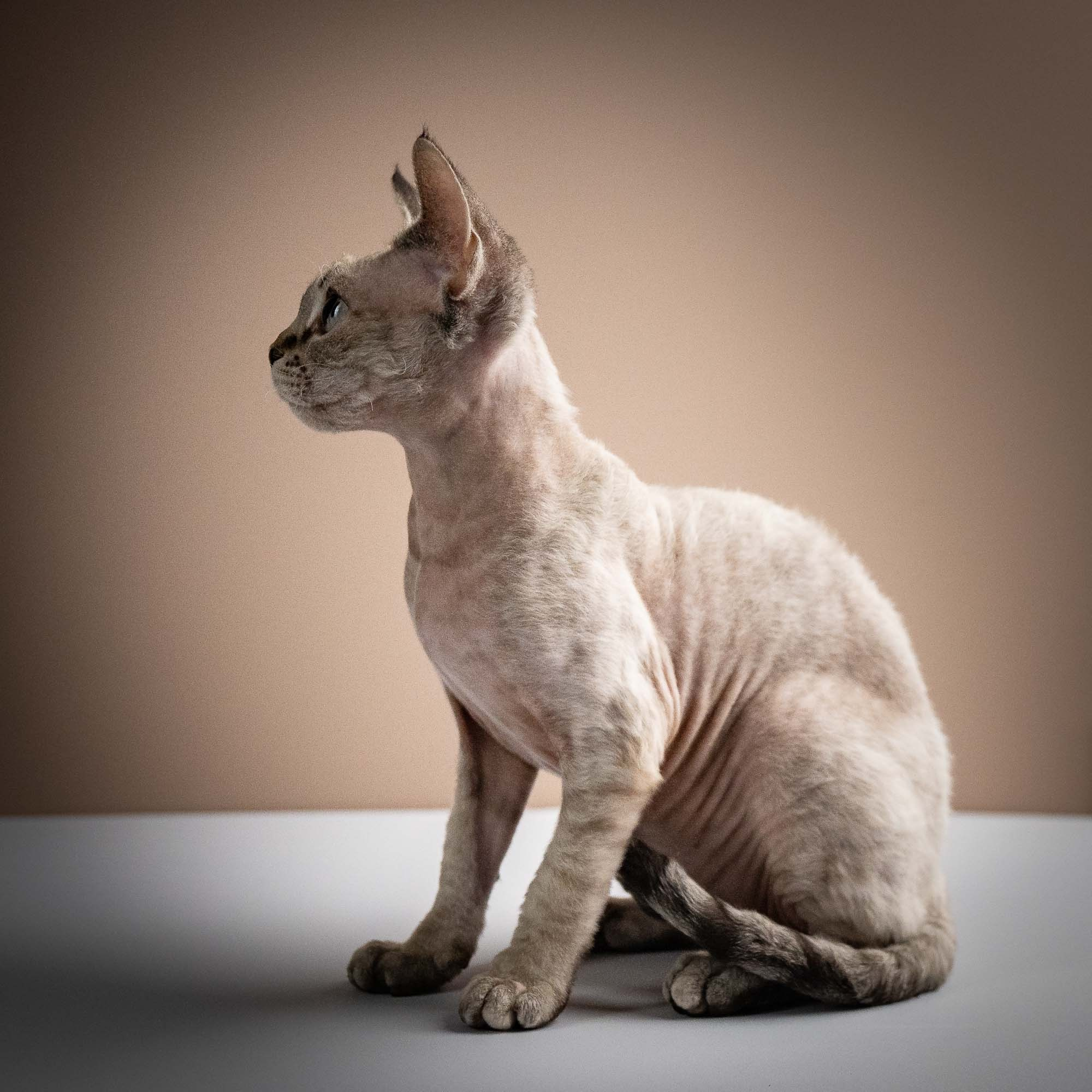 Nellie, girl, born 01.17.26. Devon Rex Pixie Cattery