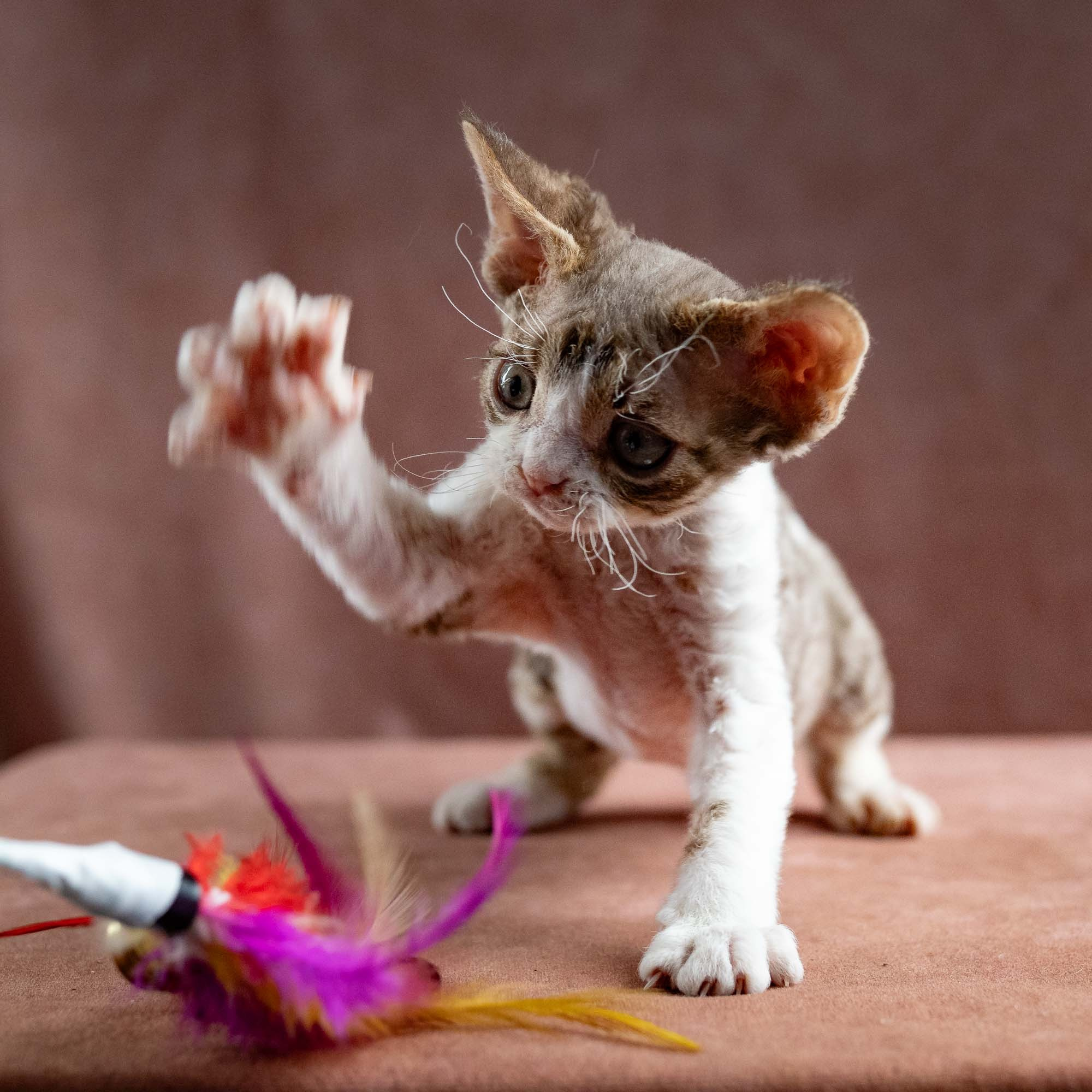 Hugo, boy, born 04.20.25. Devon Rex Pixie Cattery