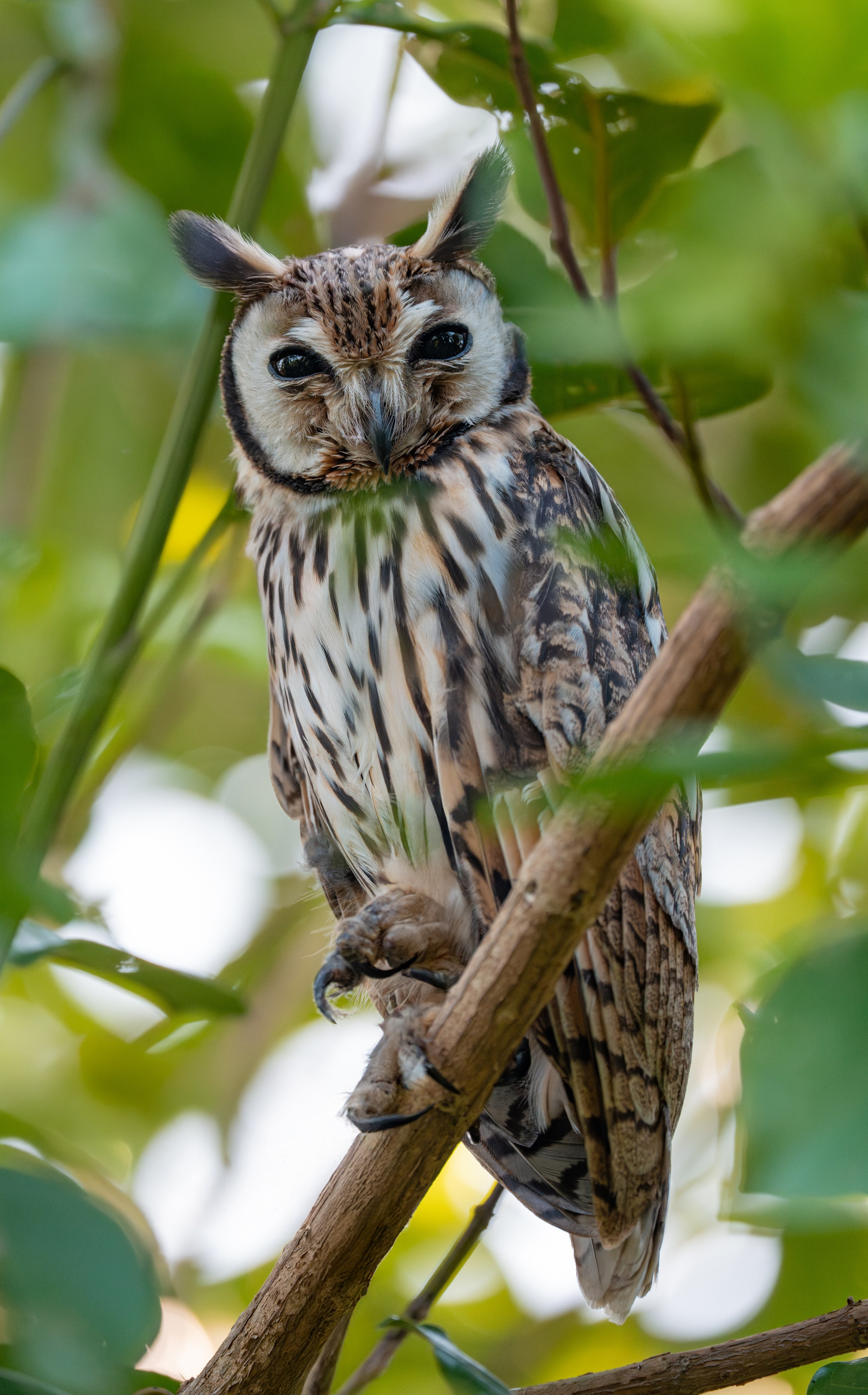 Buhos. Nature photographer Yuri Soria-Galvarro