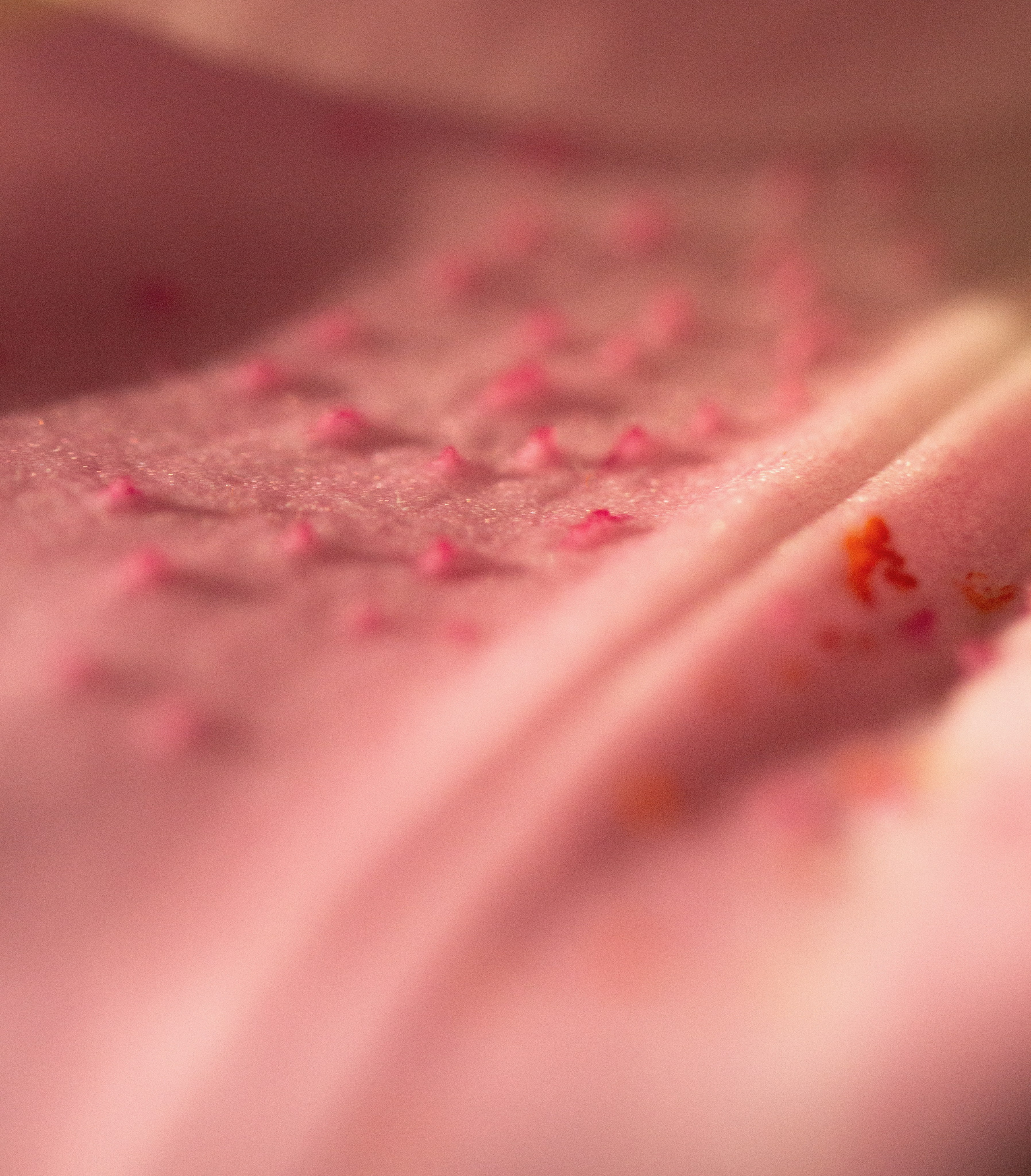 Extreme close-up of a pink flower petal's surface, showing natural veins and intricate cellular structure