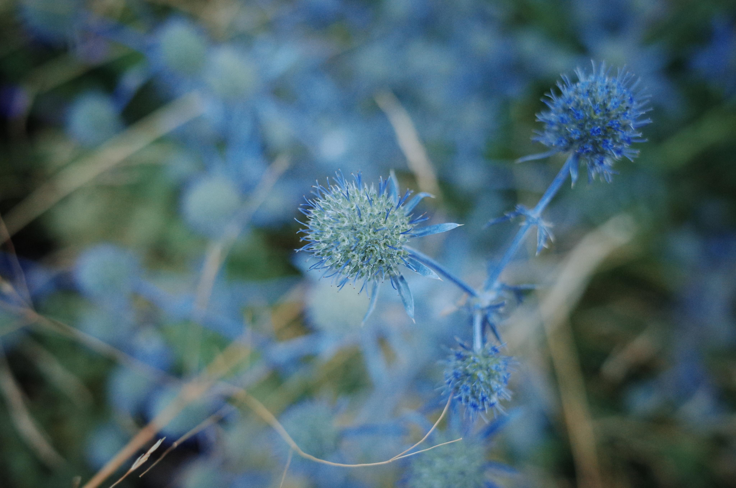 Demeter Dreams. Victoria Dini. Art photography in London / Folkestone, UK