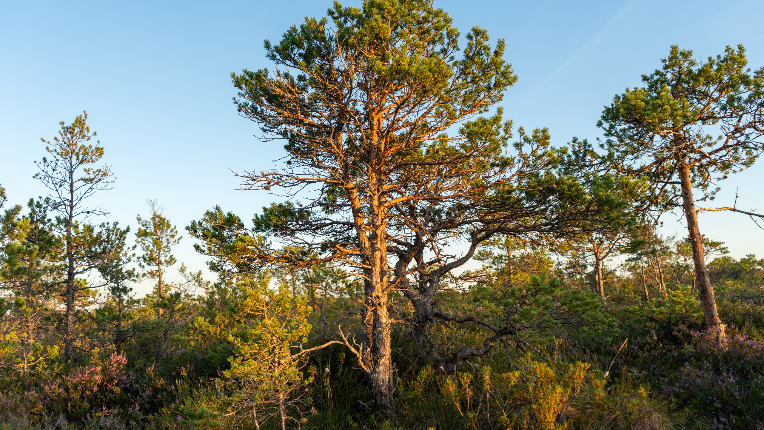 Whispers of Estonia. Photography | Videography | Marketing