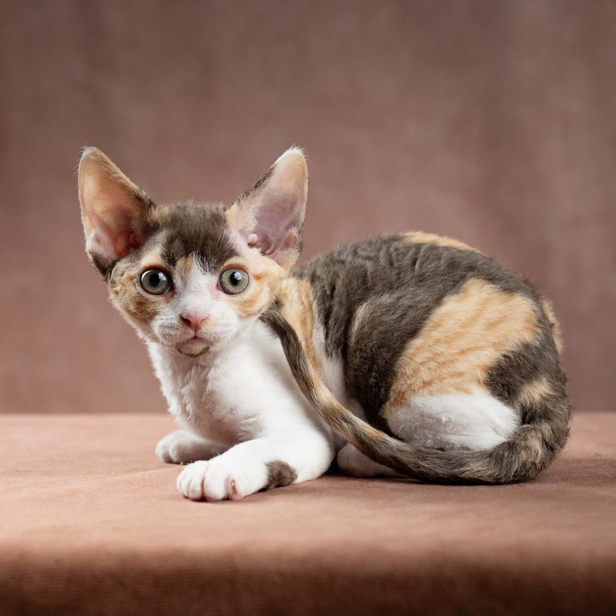 Dixie, girl, born on 06.06.24 SOLD. Devon Rex Pixie Cattery