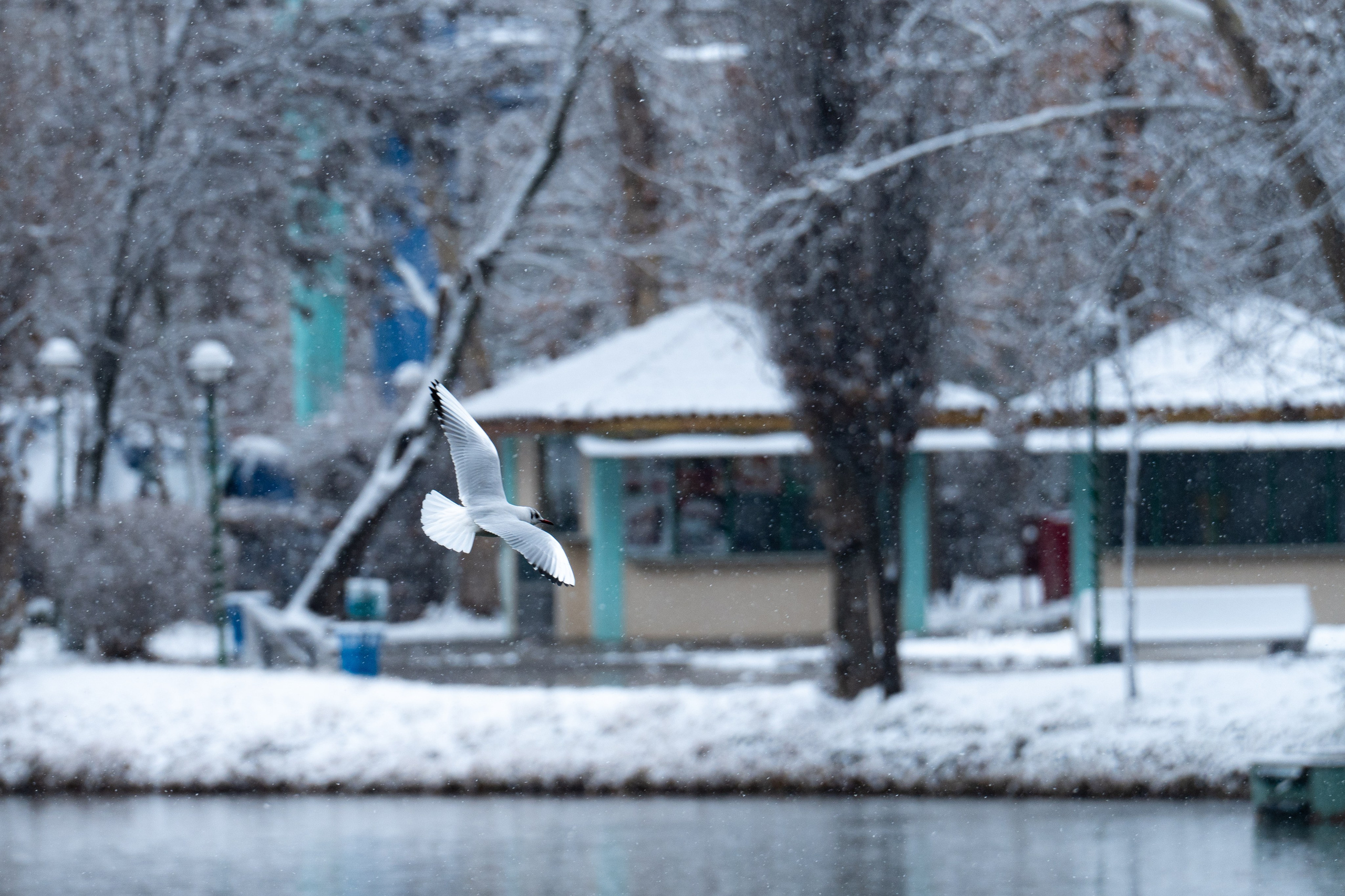Первый снег в 2024 году. Георгий Намазов | Фотограф в Ташкенте
