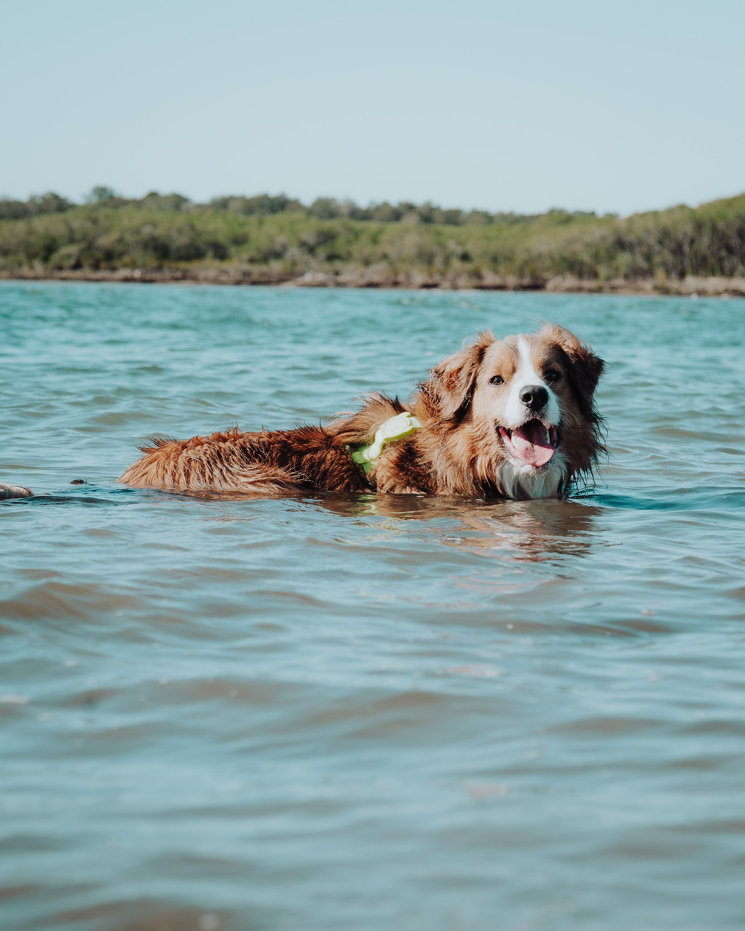 Pet — BorderColie. JS Photoshoot | Family, Events & Pet Photographer in Brisbane