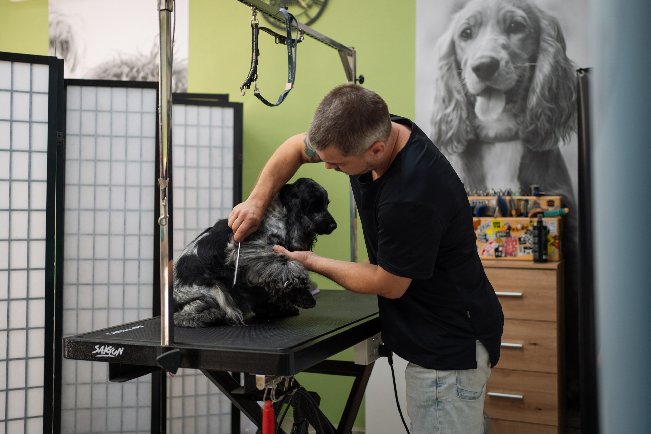 PetGroom Timisoara. Cozac Cristian Photographer