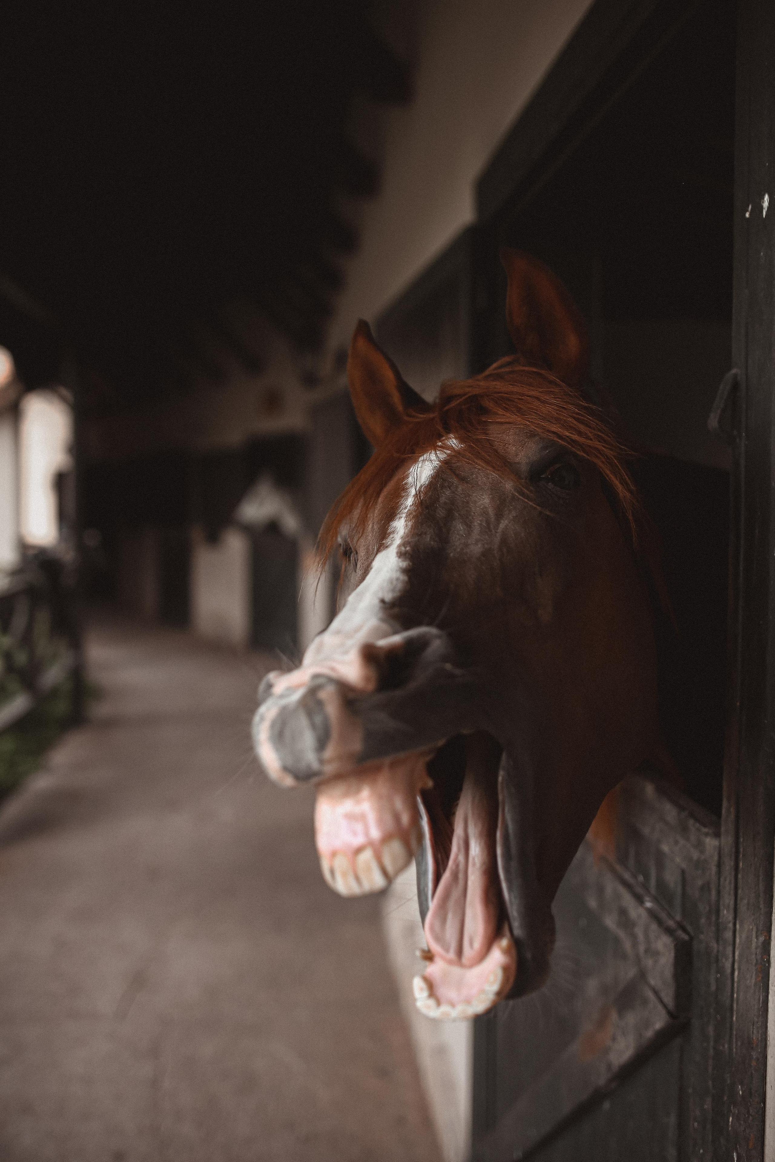 Съемка с лошадью. Фотограф в Турции | Алания, Сиде, Белек, Анталия, Кемер)