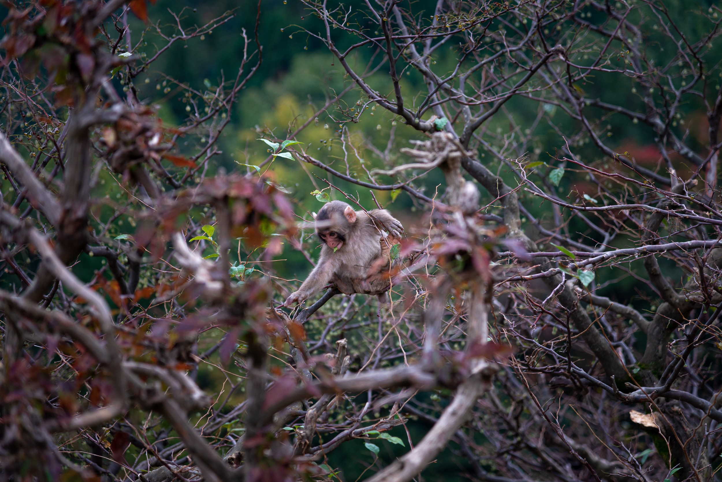 Japan. Marius Ciocan