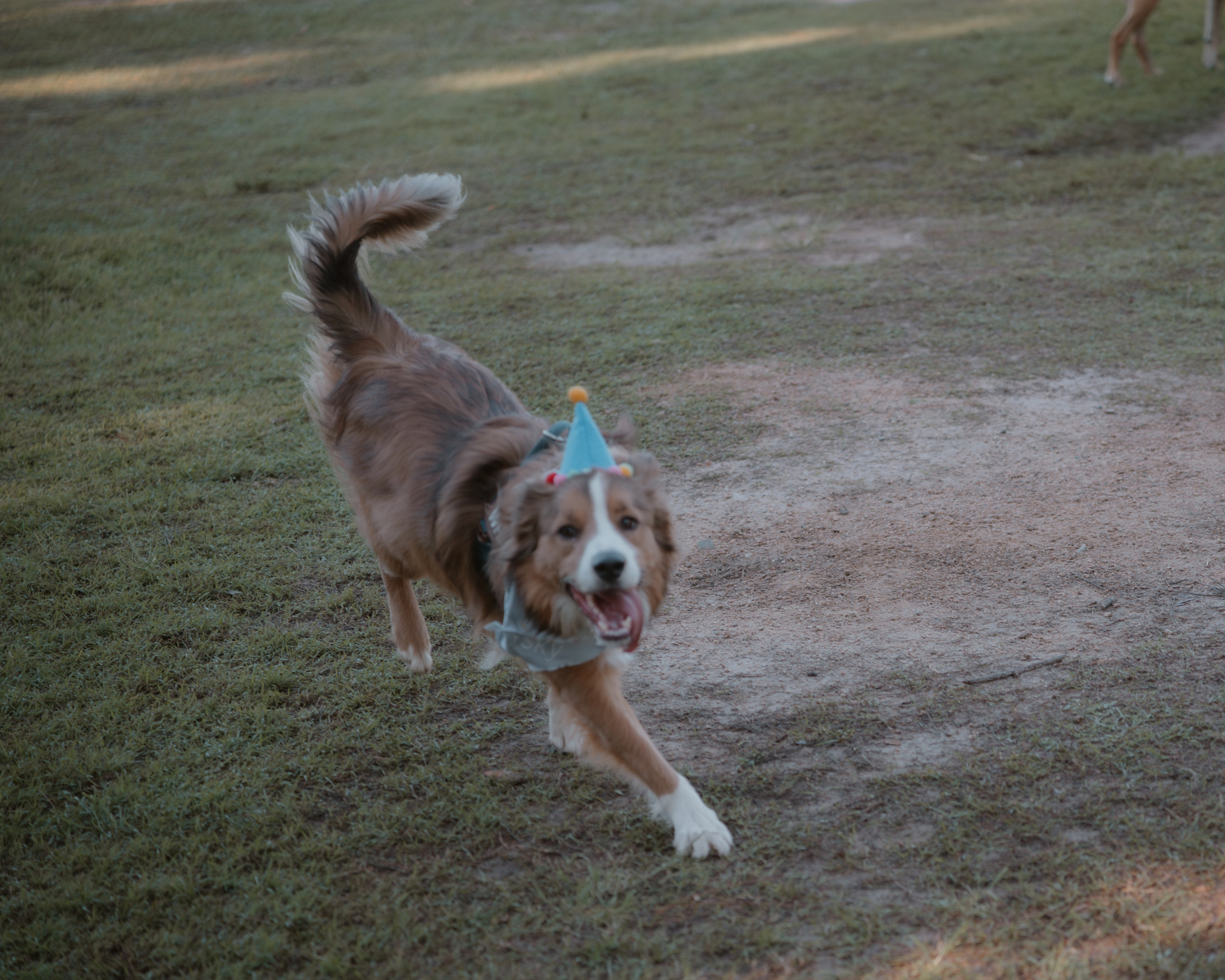 Pet — BorderColie. JS Photoshoot | Family, Events & Pet Photographer in Brisbane