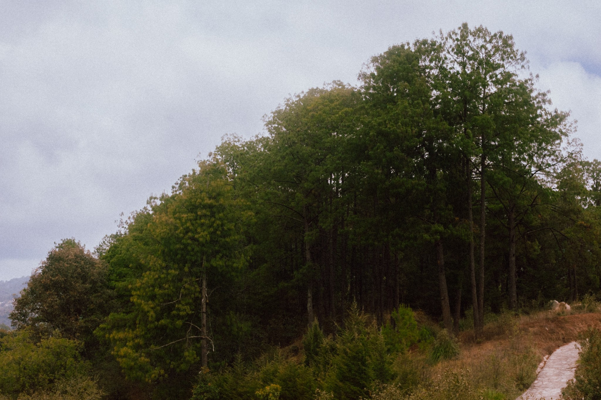 Bosques de San Cristóbal. 2025. Fotógrafo en Villahermosa | ERALPUCHE