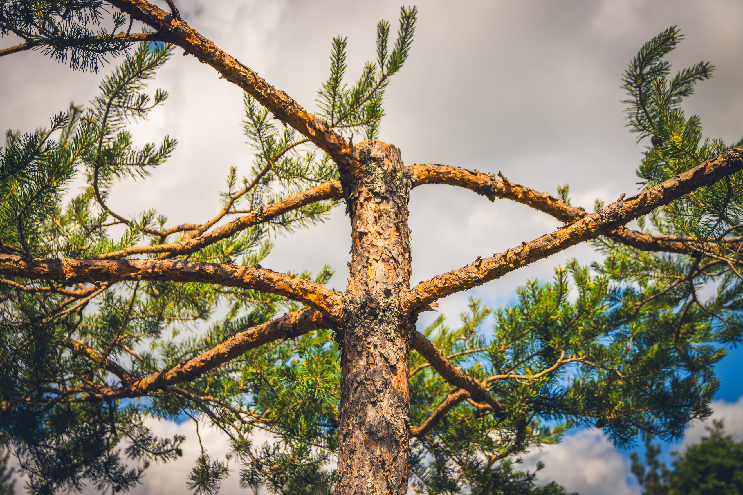 Saarema, reis. Nebula 25 — Fotod teie hingele
