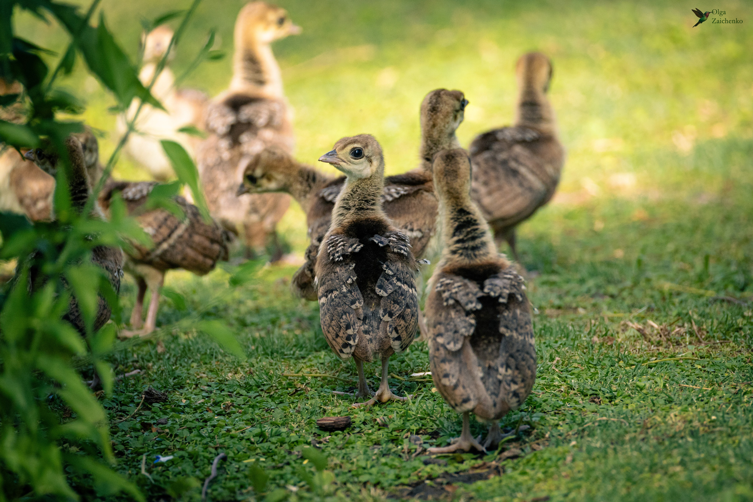 птенцы павлина