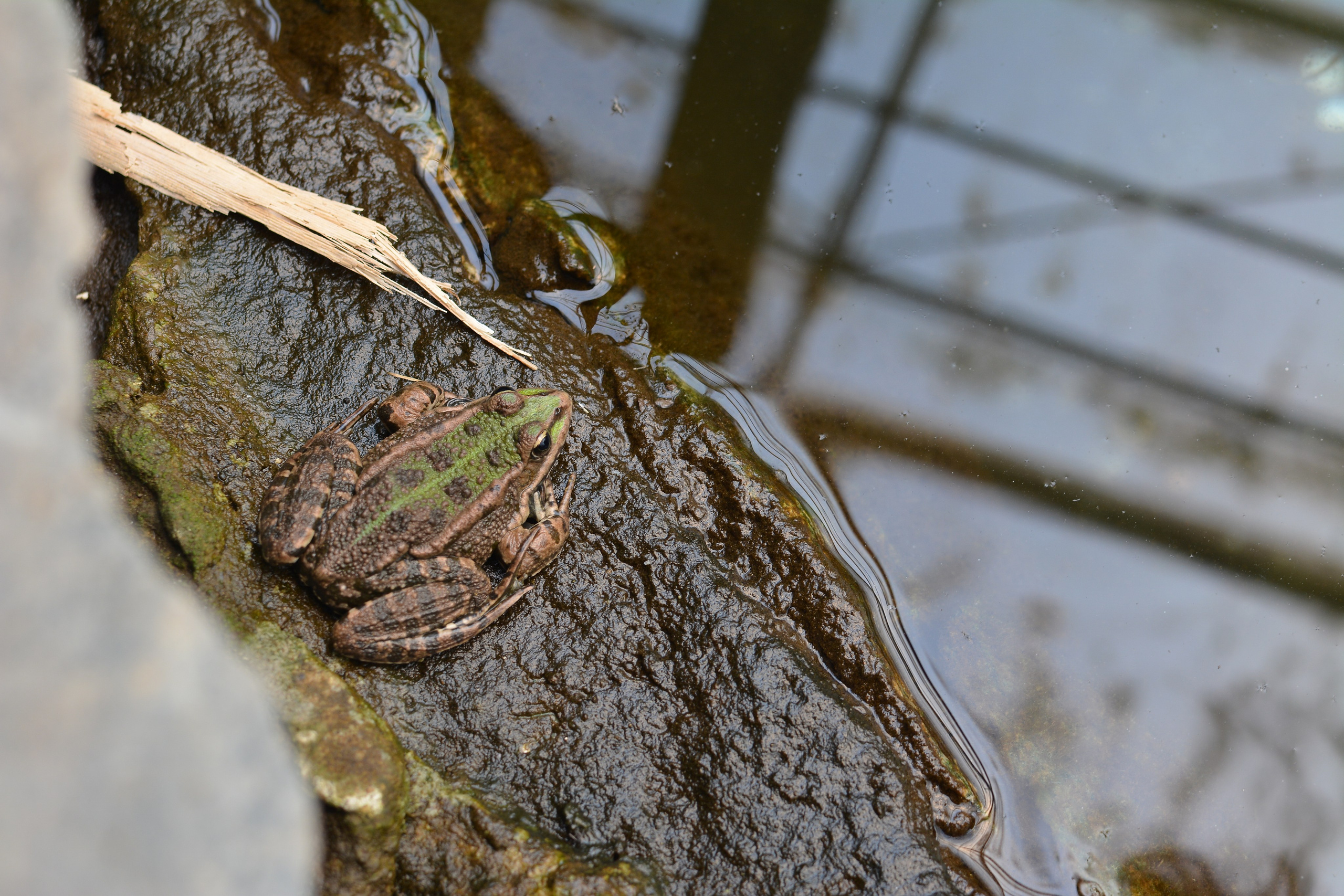 ~Animale si alte vietati~. Andreea Ivan art-Fotograf Constanta, Fotograf profesionist Constanta, Fotograf de nunta Constanta, botez, sedinte foto cu tematica, portret