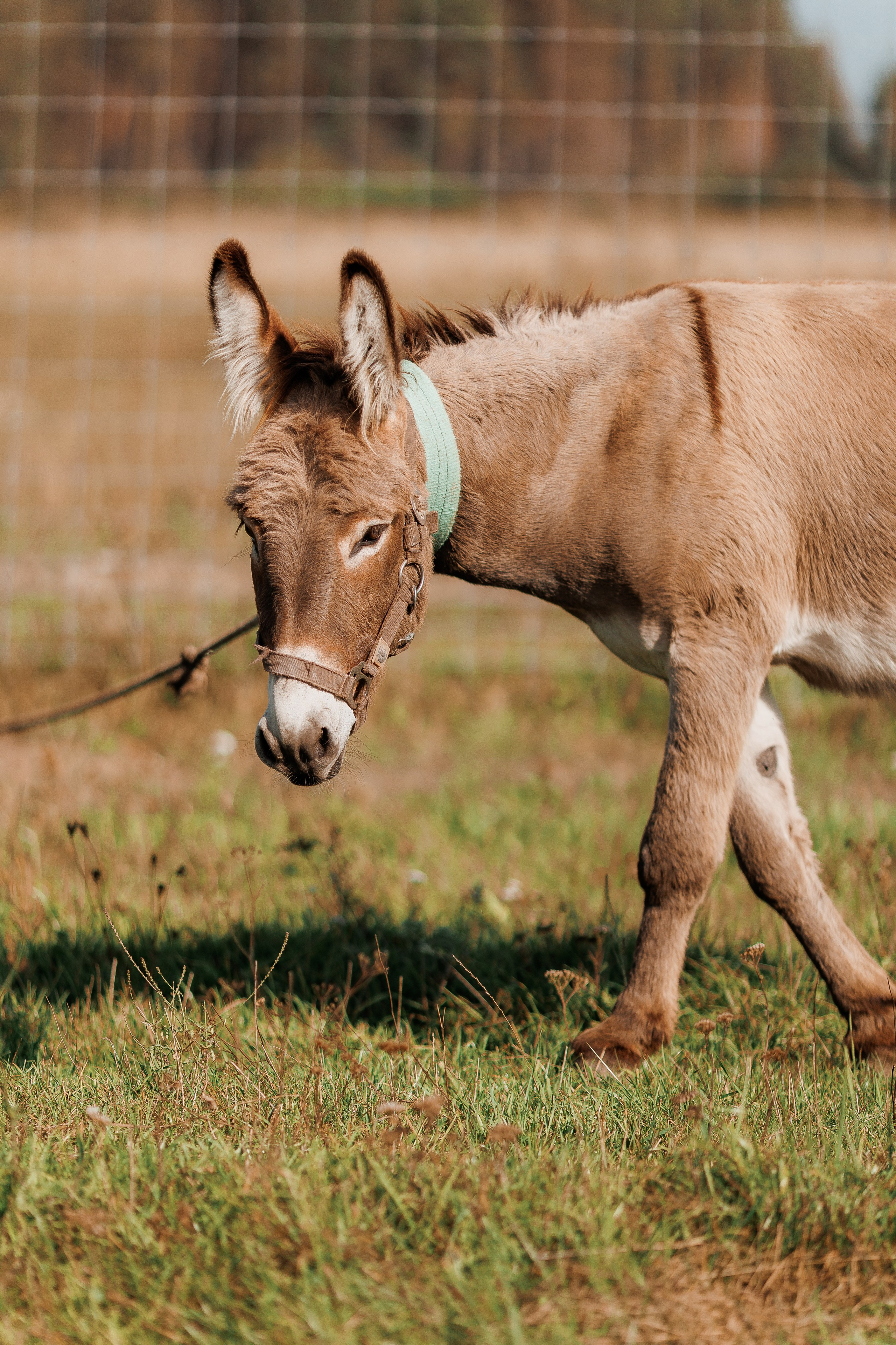 Екопарк Аміла. Ірина Терещук