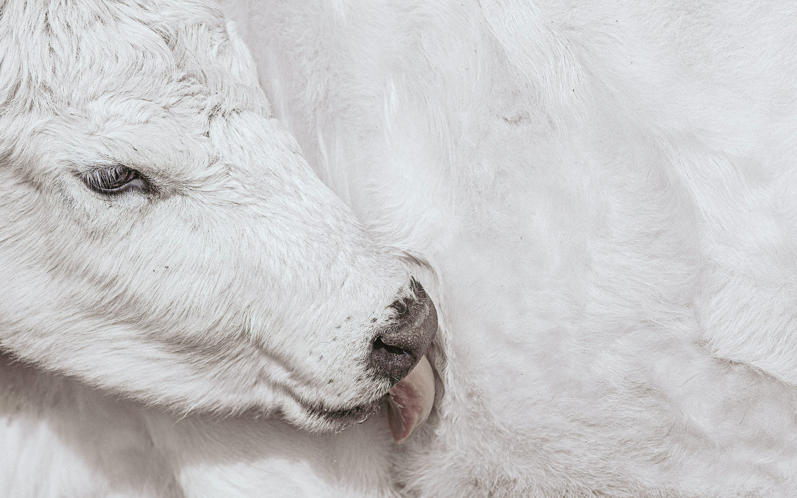 Farm animals. Victoria Lyubchenko — fine art photography in Bismarck, ND