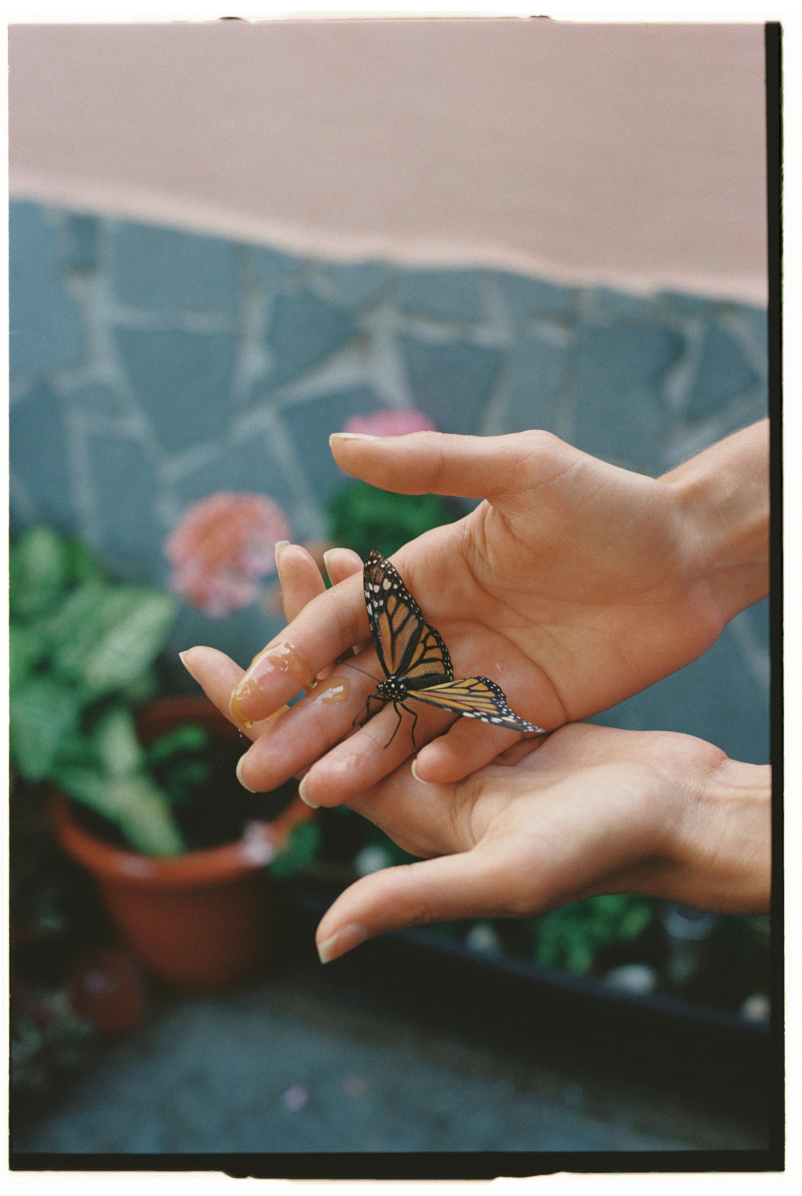 Adriana Butterfly. Portrait photographer in Madeira — Marina Shtukina