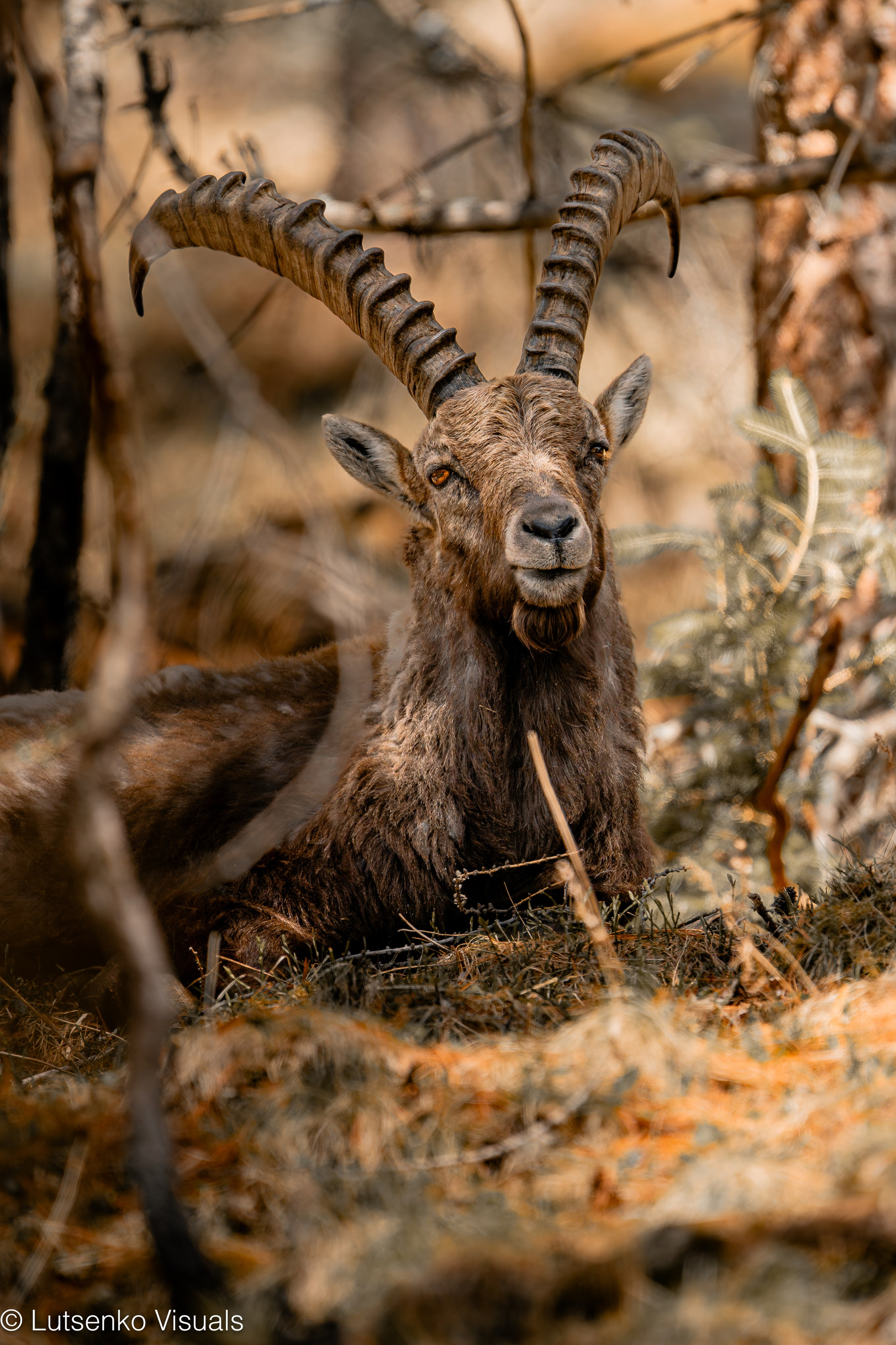 Capricorns in Pontresina. Lutsenko Visuals — Photography & Visual Content