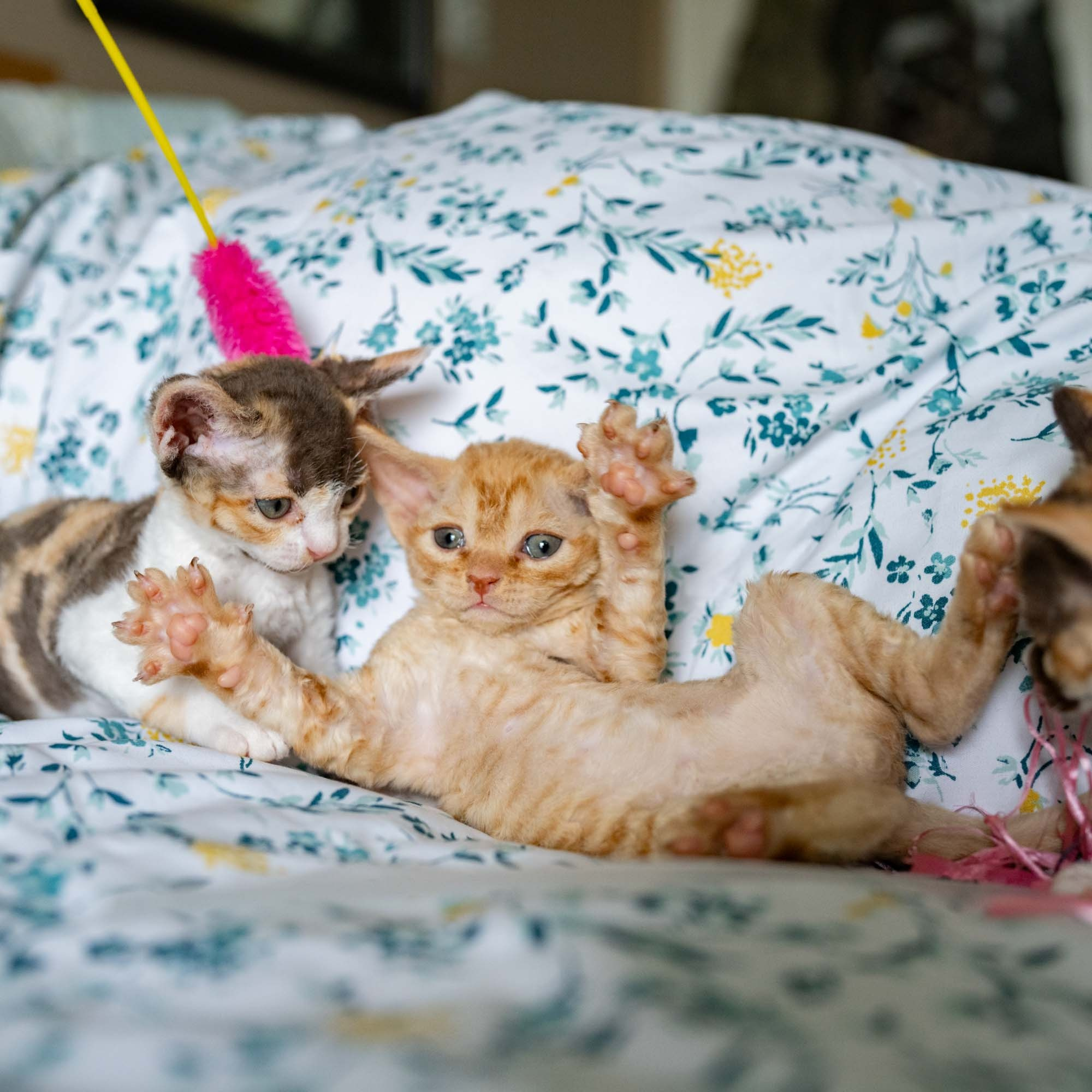 Dorito, boy, born on 06.06.24 SOLD. Devon Rex Pixie Cattery