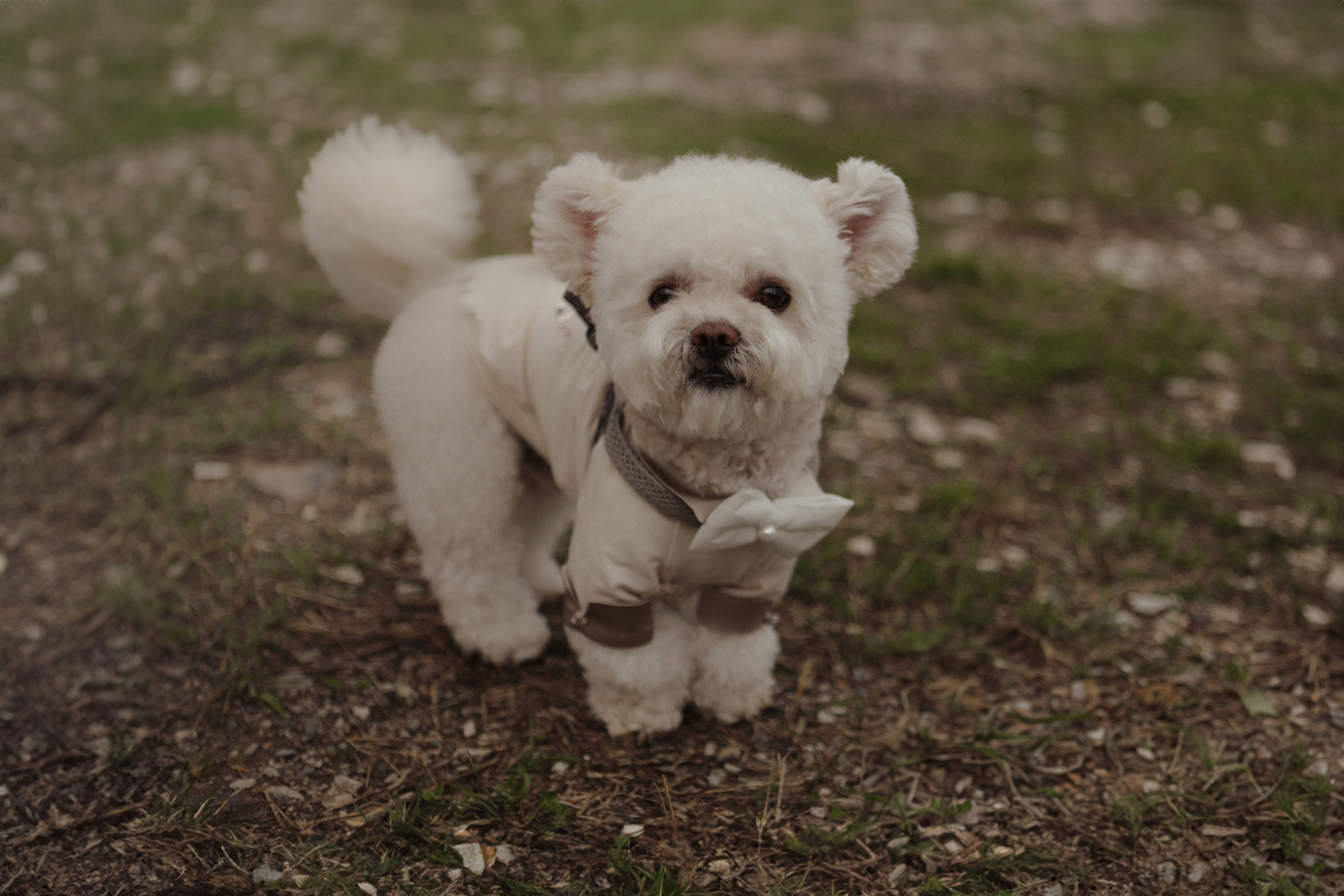 “LOVE IN THE MOUNTAINS” full wedding day. Свадебный и семейный фотограф в Дубае Эльмаз Черникова