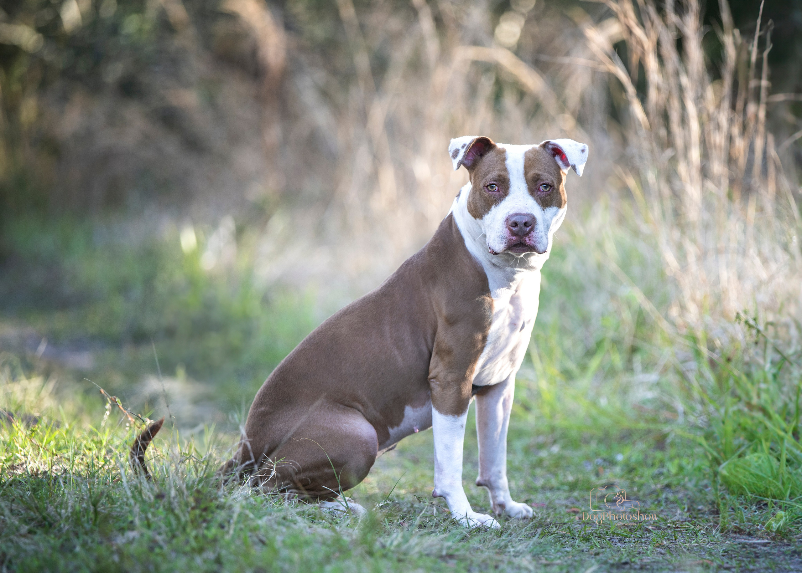 📸 13. Katerina Royter Pet Photographer North Florida