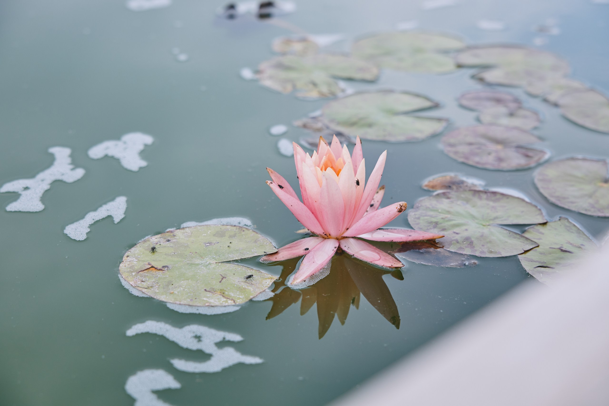 Georgiana ❤️ Mihai. Bogdan Vancea | Fotograf Nunta Ploiești
