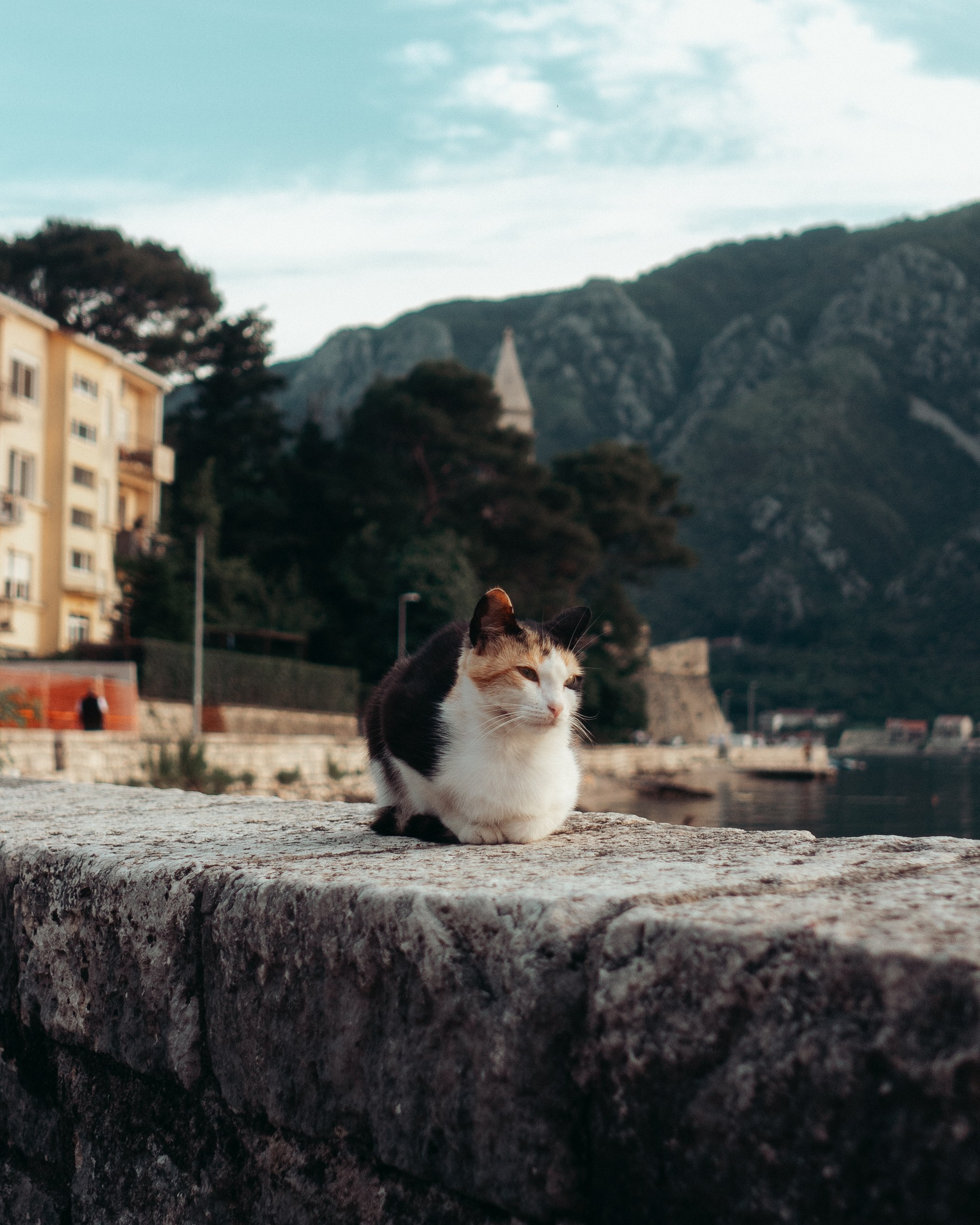 Roaming. Mike Avelli