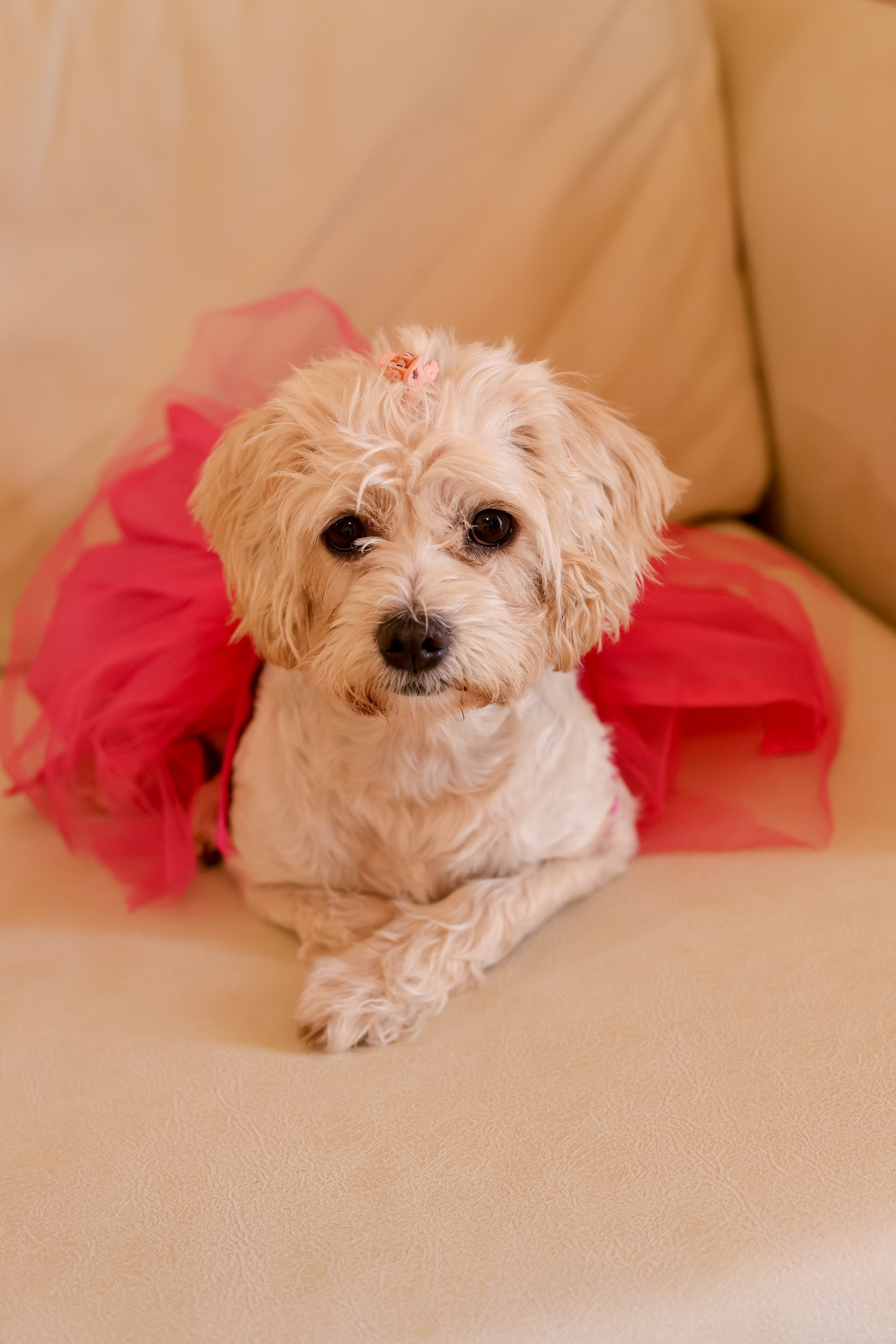 Mojan & Dylan. Свадебный, семейный и детский фотограф в Беларуси и за ее пределами