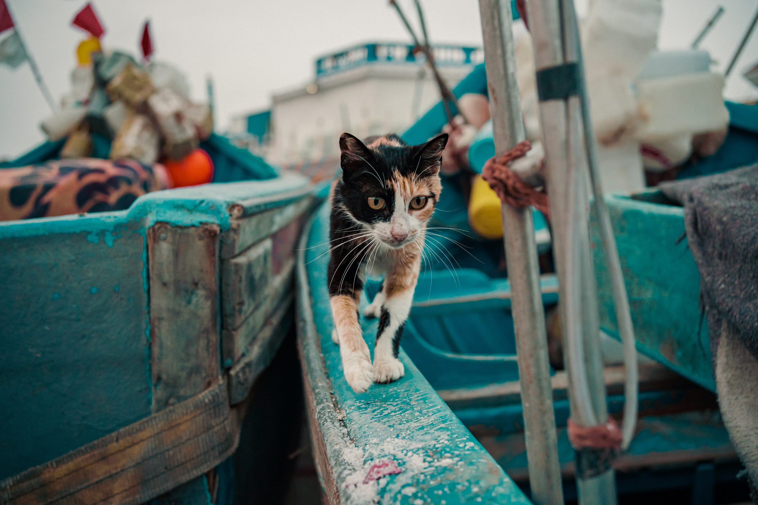 Worldscapes. Catarina Calheiros