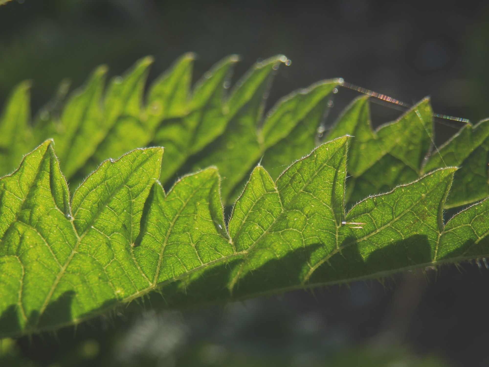 Peisaj /natura. Daniel Criste Fotograf
